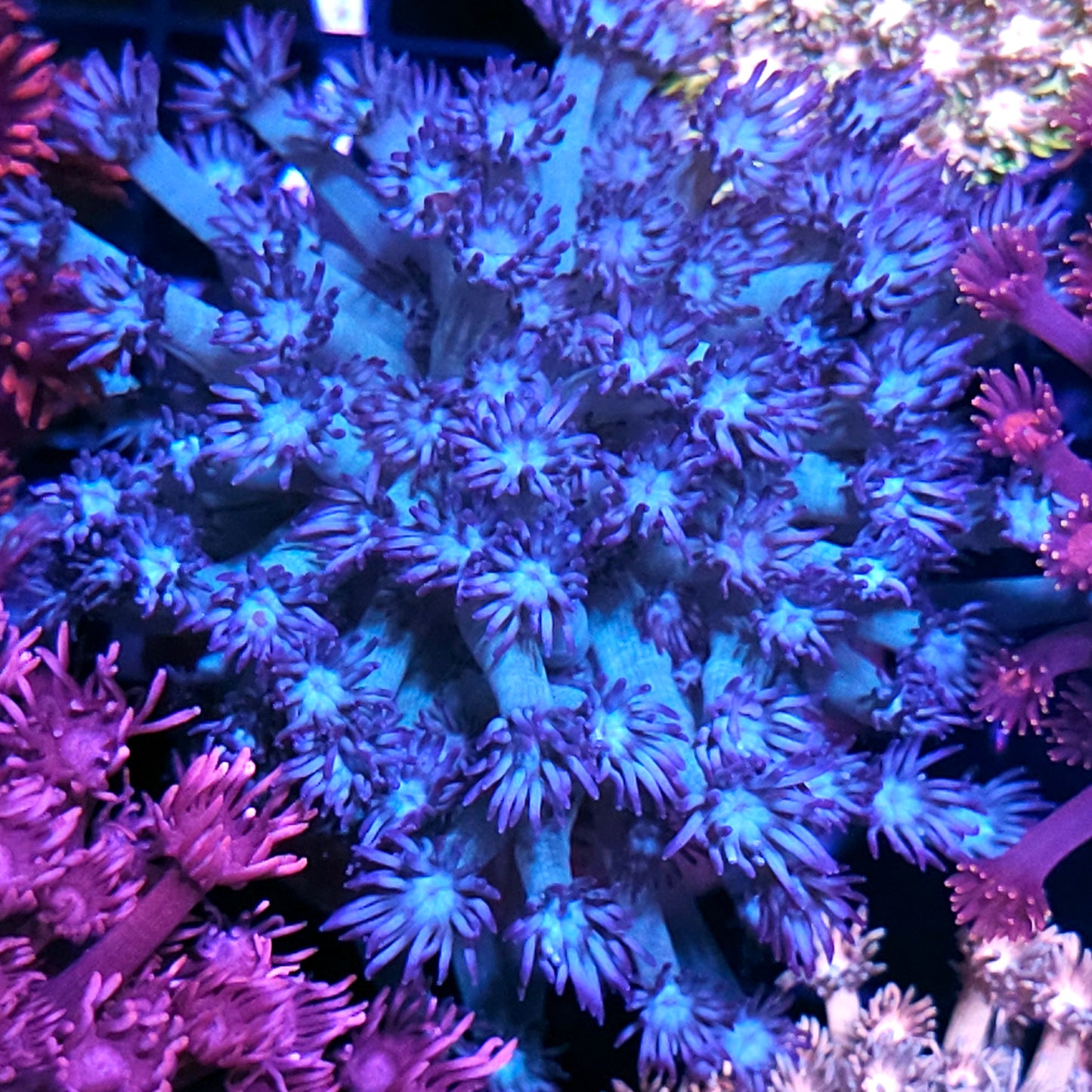 Blue Badassery Goniopora Colony 🤯 OPENS BIG