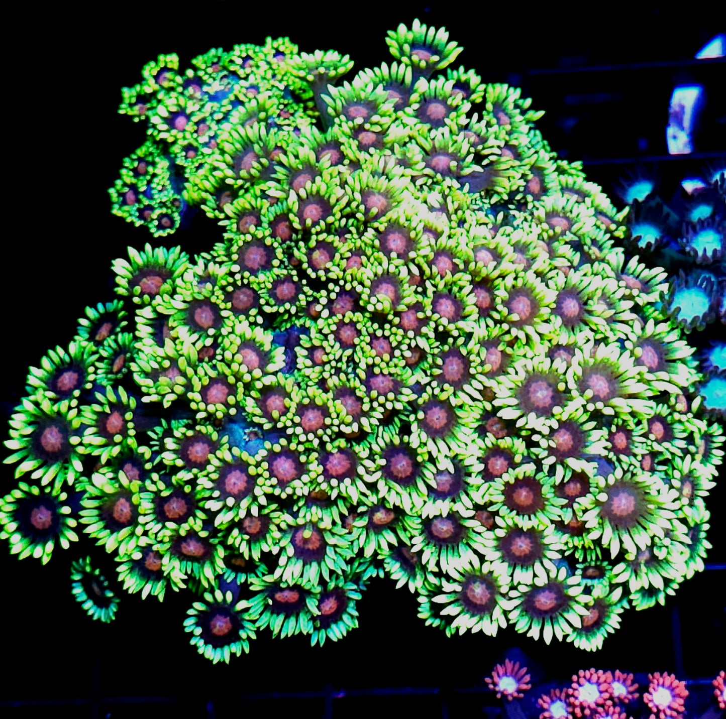 XL Electric Flower Power Goniopora Colony OPENS BIG