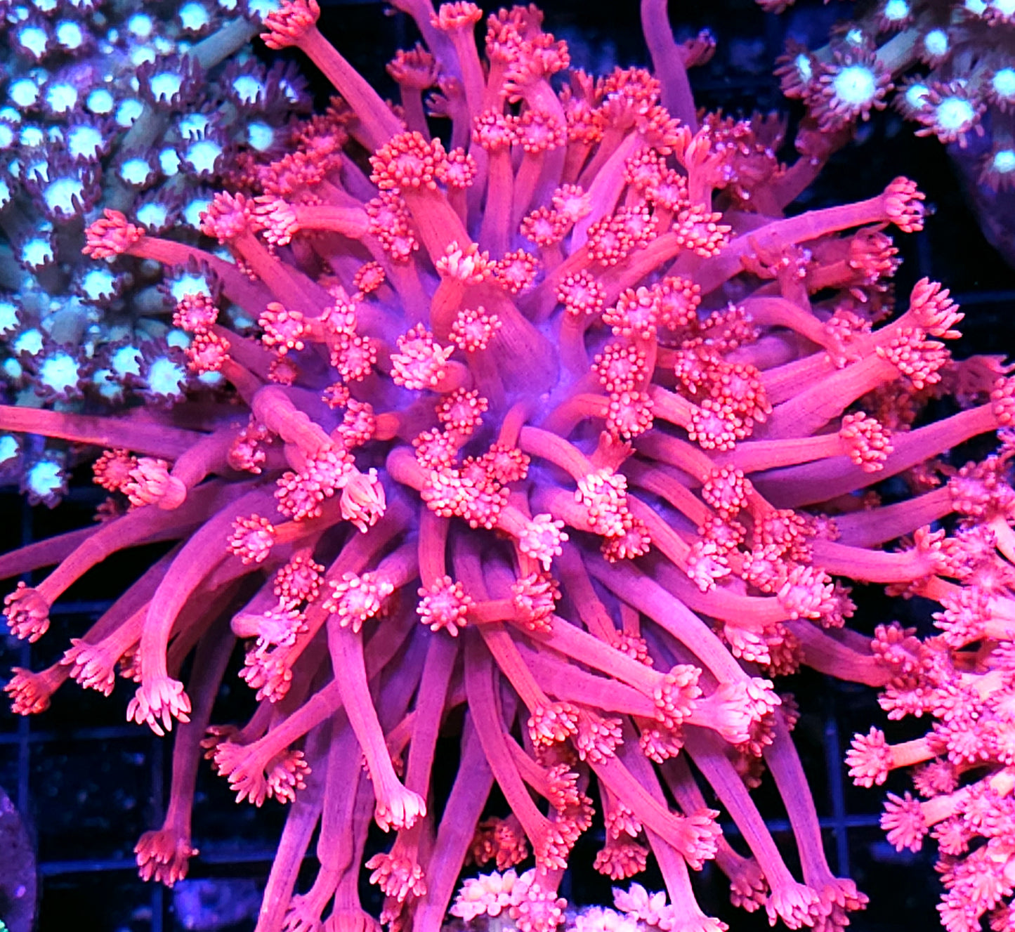 Hot Pink Hellfire Goniopora Colony