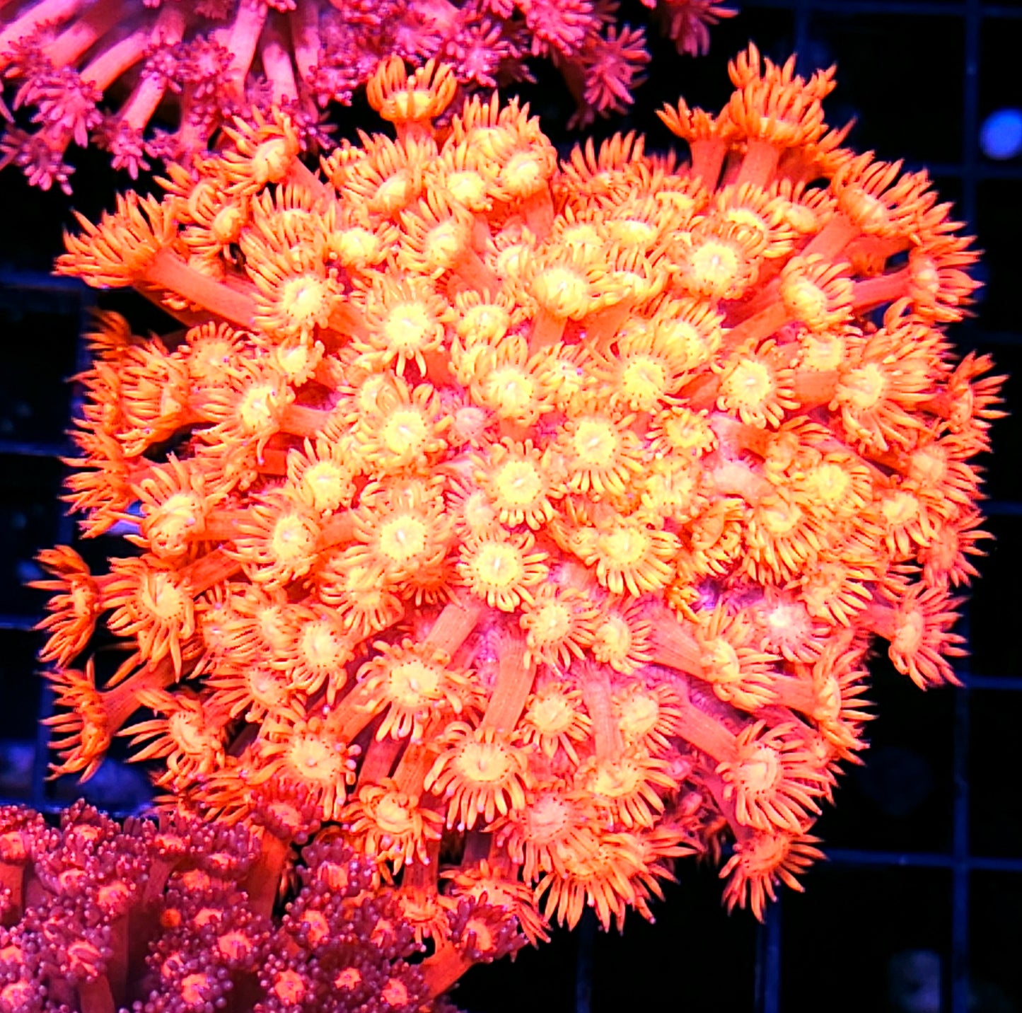 Pits of Hell Goniopora Colony OPENS BIG