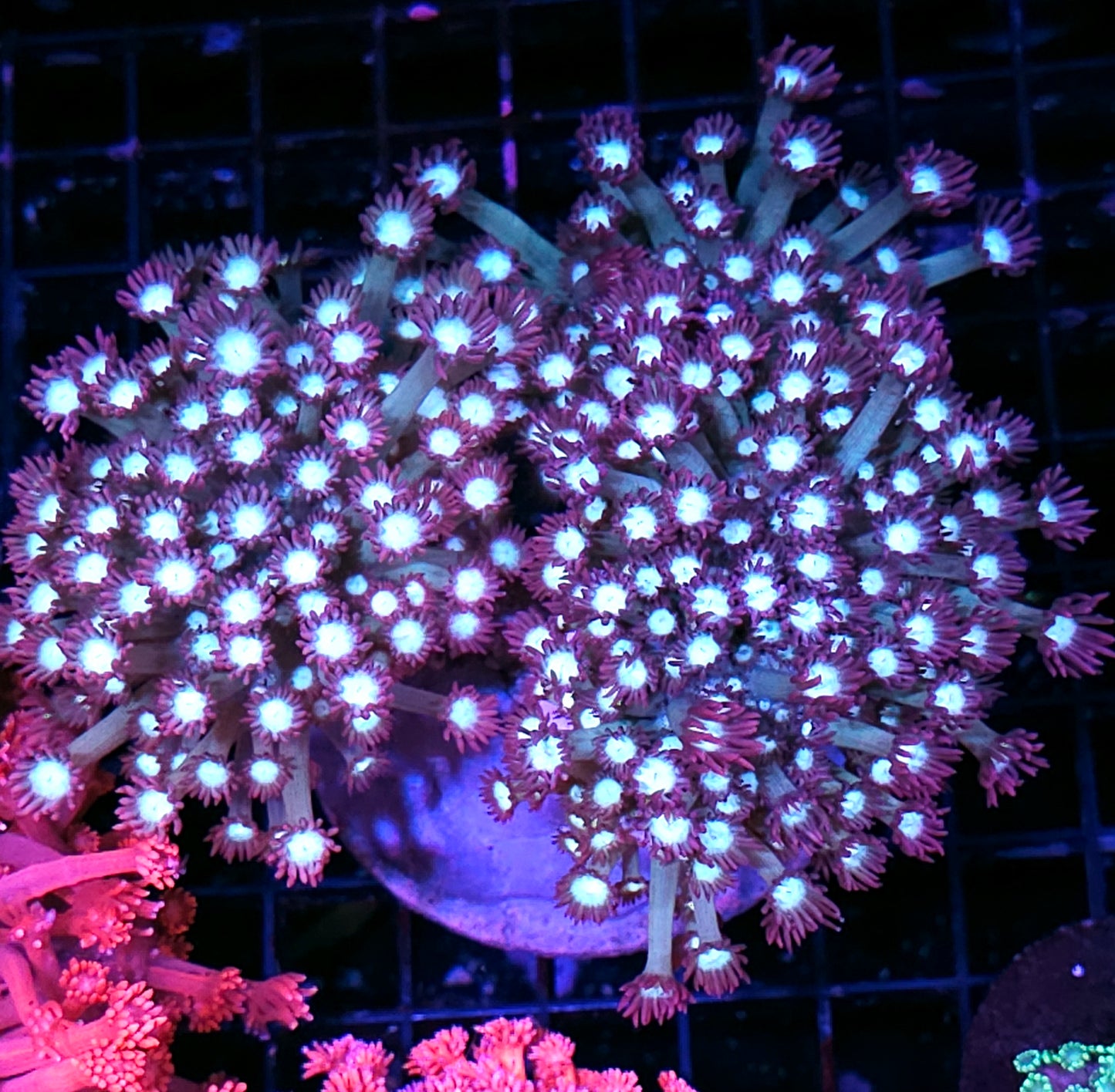 Holy Shit Branching Goniopora Colony RARE