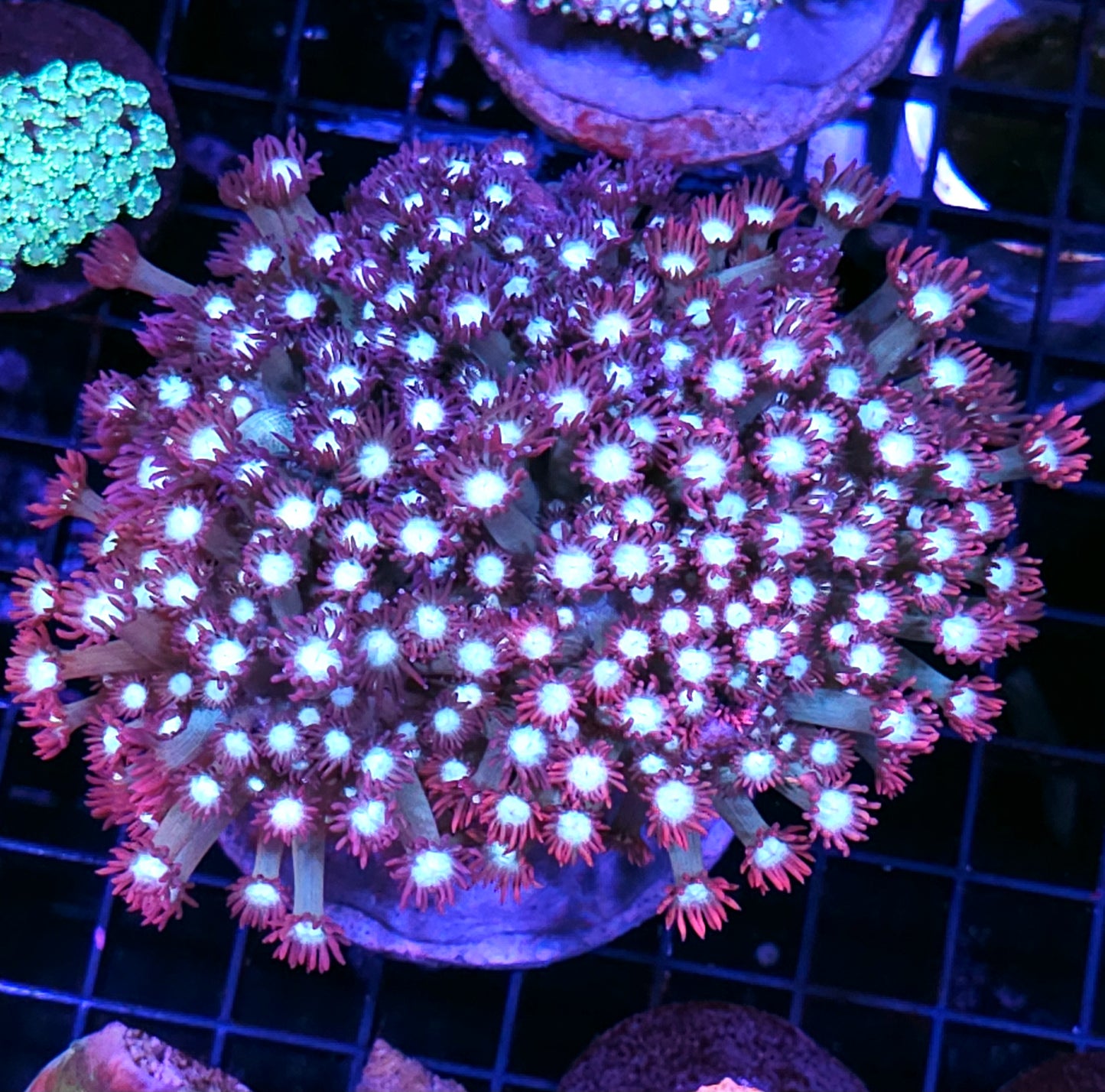 Holy Shit Branching Goniopora Colony RARE