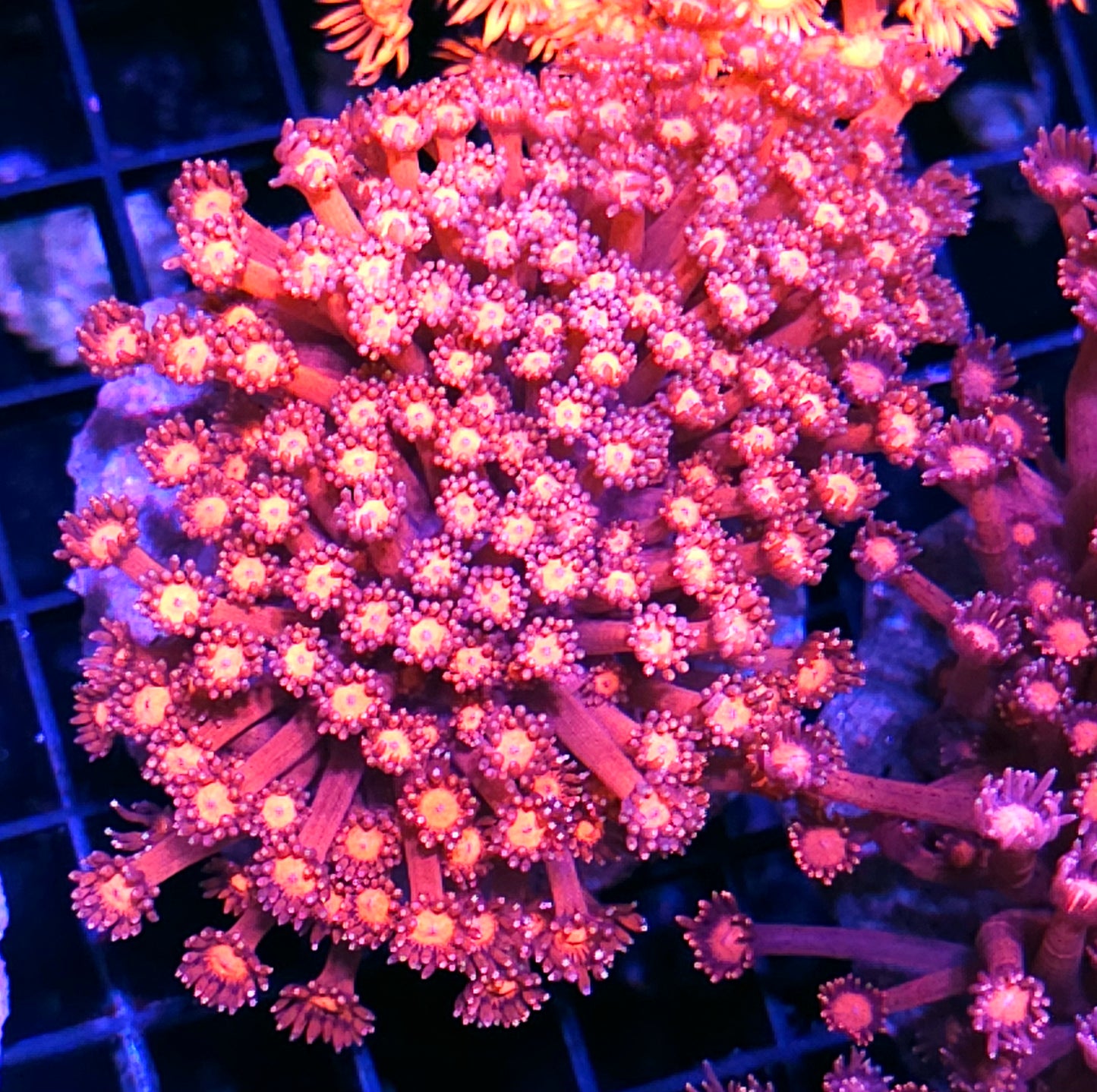 XL Radiant Roses Goniopora Colony OPENS BIG