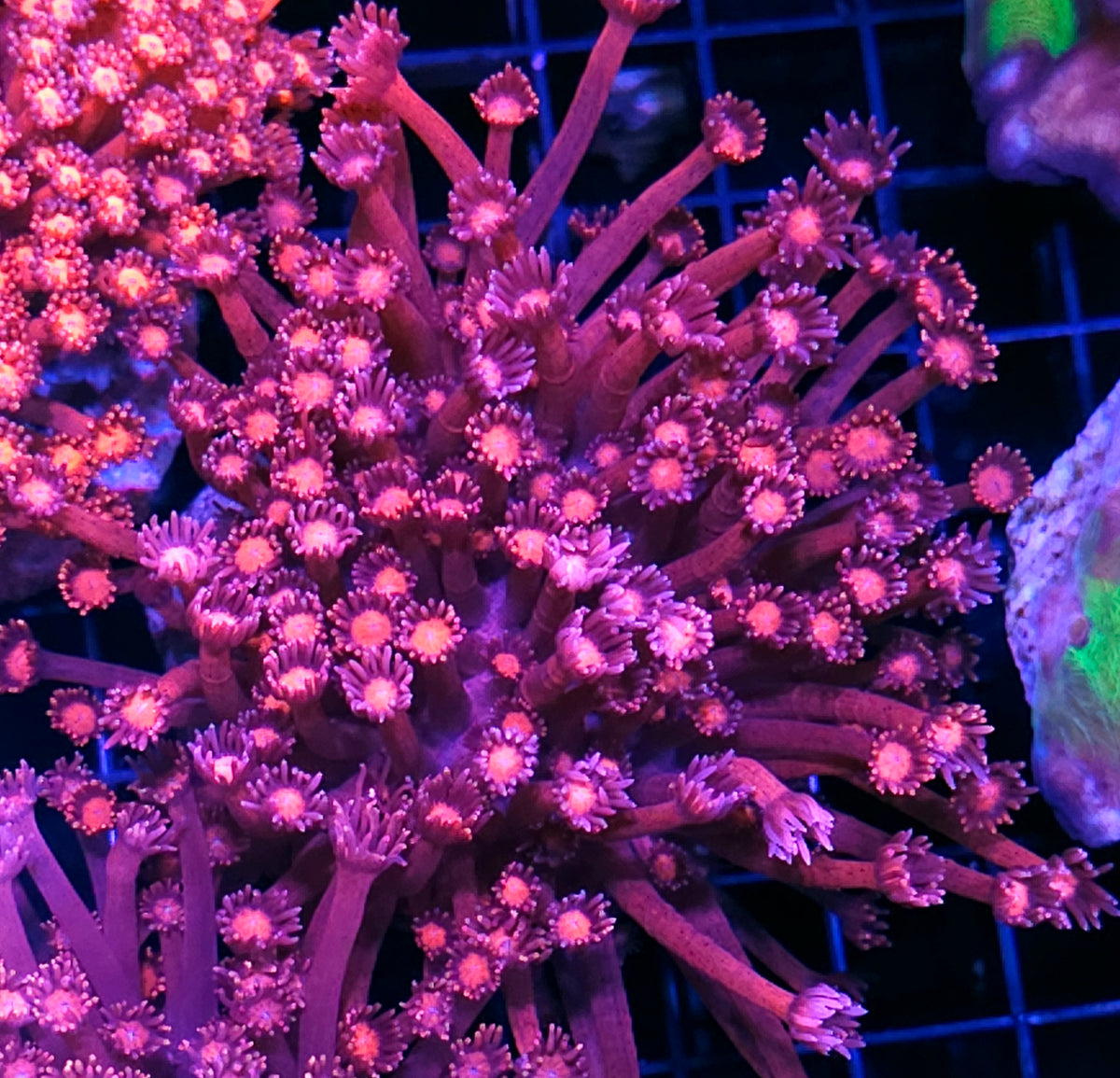 Mauve Marauder Goniopora Colony OPENS BIG