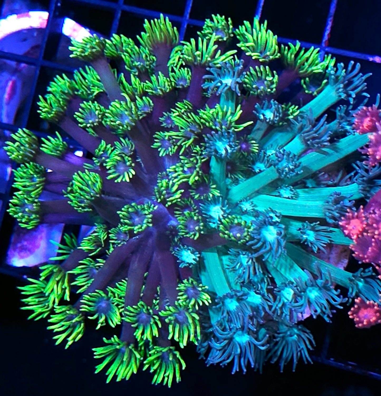 Holy Moly Naturally Grafted Goniopora Colony 🤯🔥