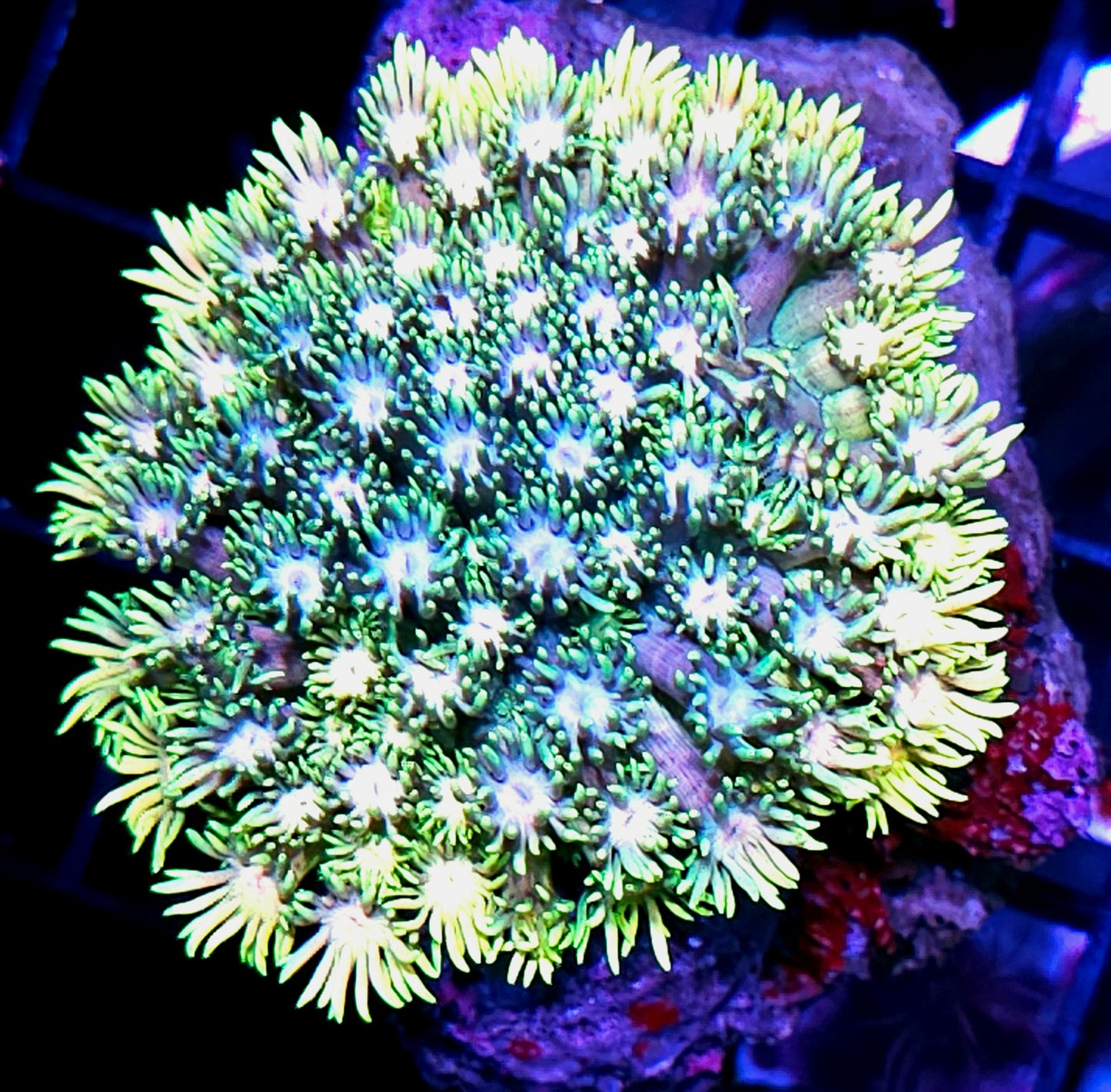 Porn Star Goniopora Colony 🌈🔥