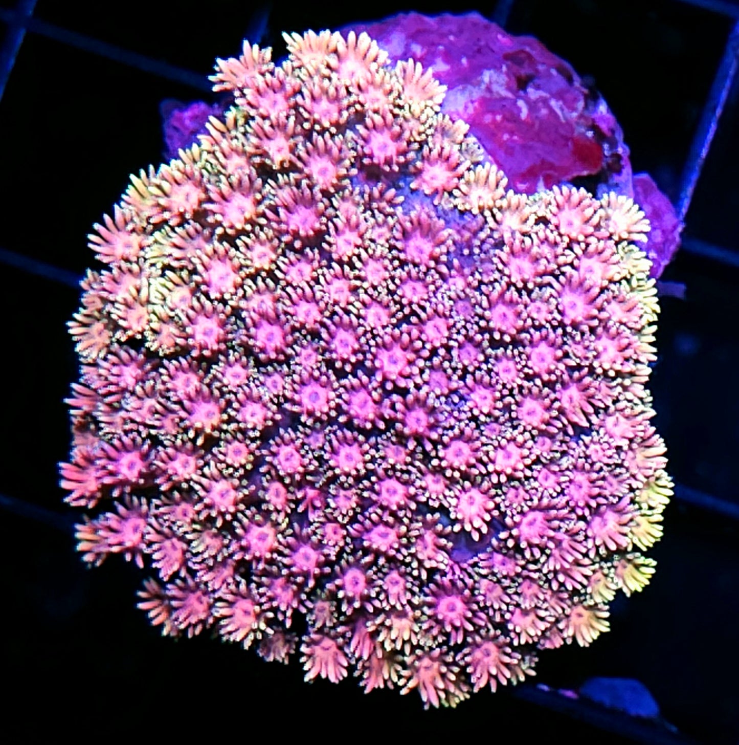 XxX Goniopora Colony 🌈🔥