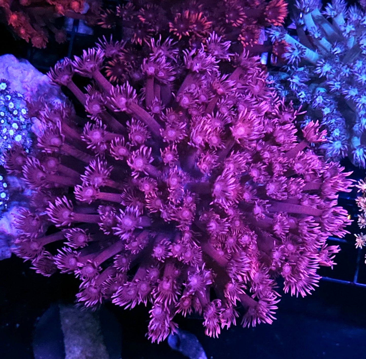 XL Mellow Magenta Goniopora Colony OPENS BIG