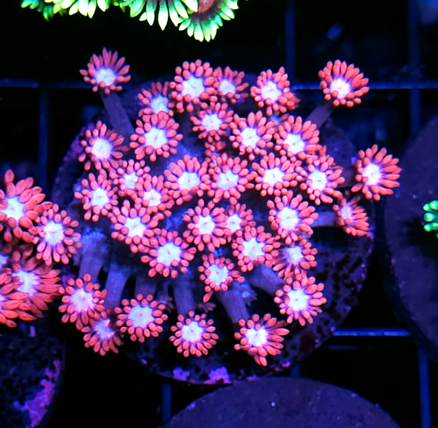 Barbie Girl Goniopora