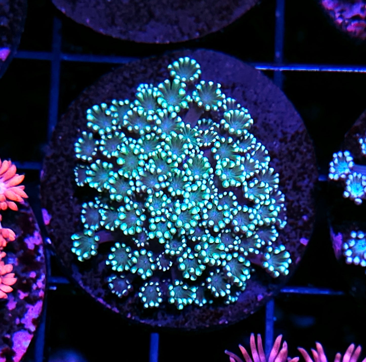 Spearmint Alveopora