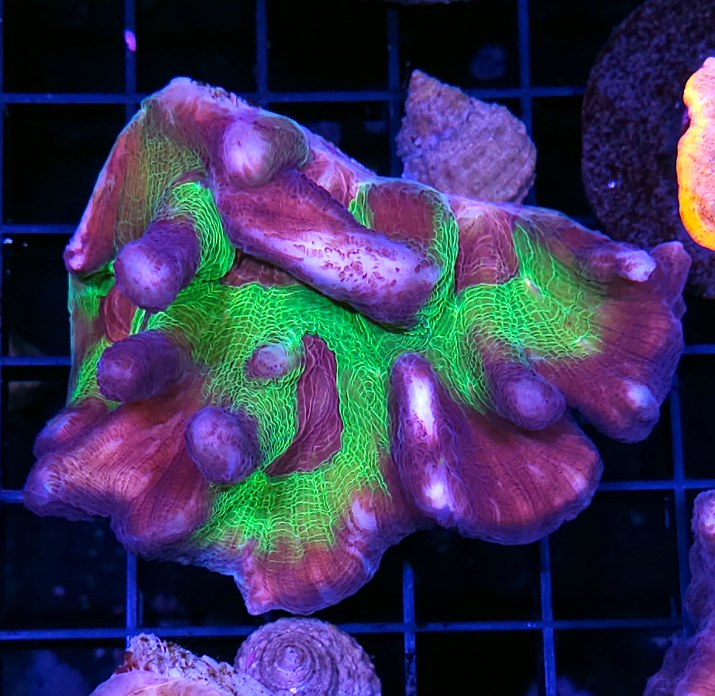 Heart Throb Pectinia Colony