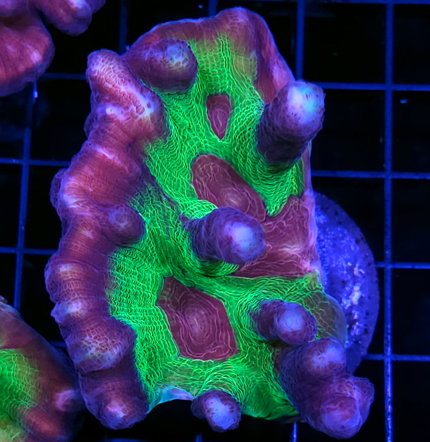 Heart Throb Pectinia Colony