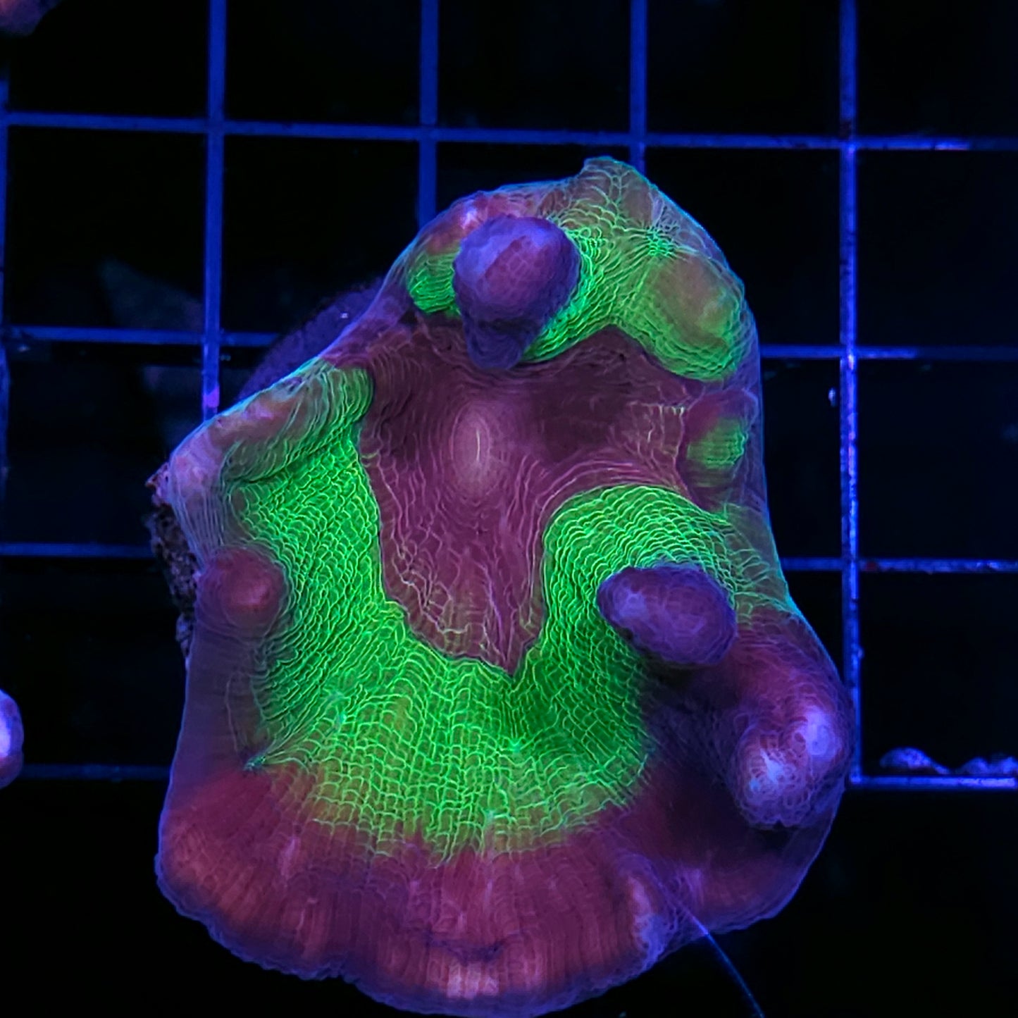 Heart Throb Pectinia Colony