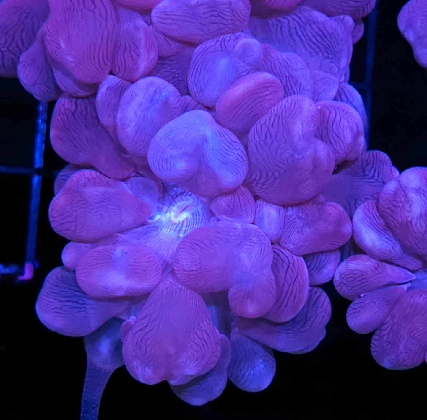 Aquacultured Blue Bubble Coral