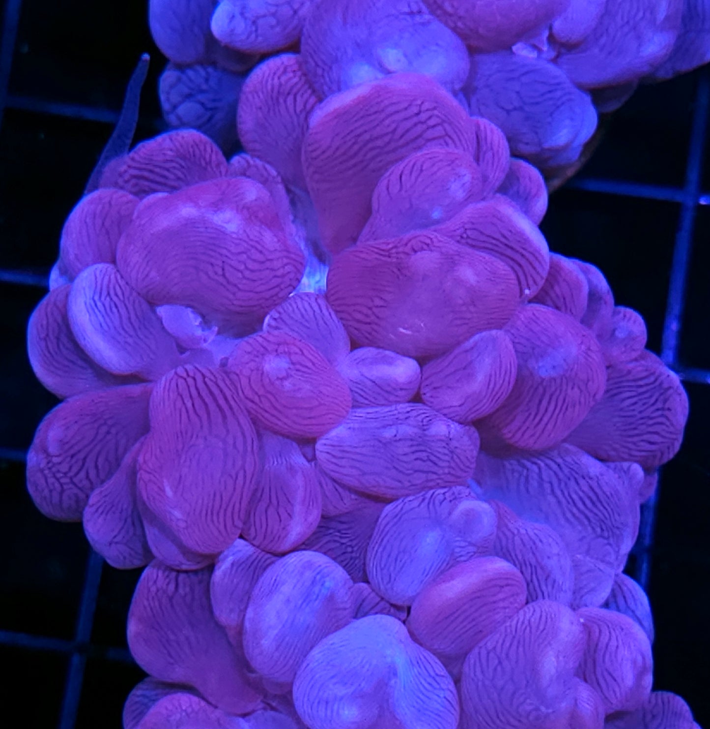 Aquacultured Blue Bubble Coral