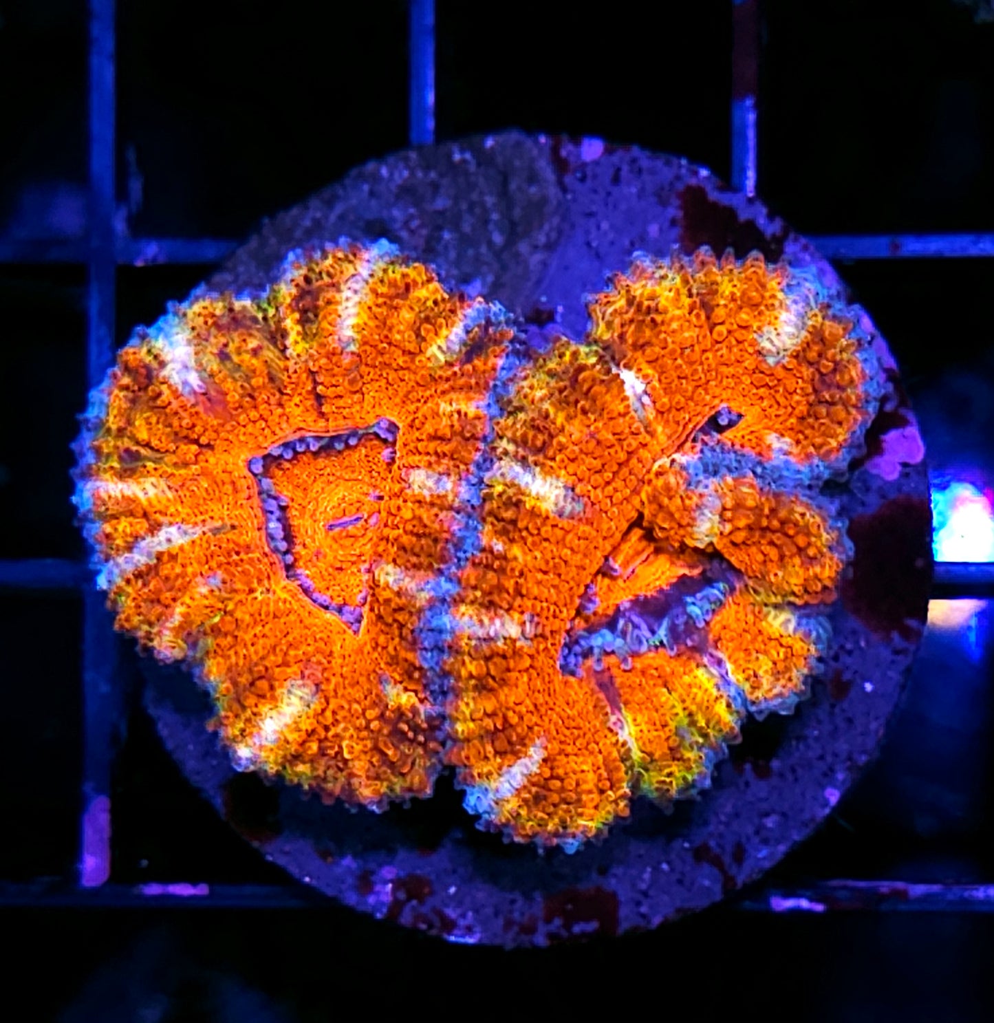 Sharpshooter Acan