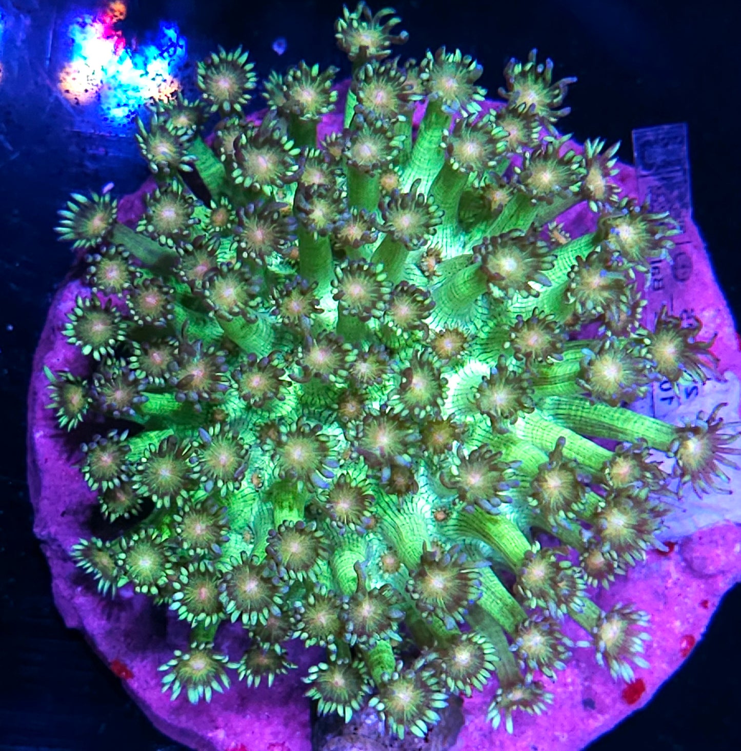 Sorcery Goniopora Colony 🤯