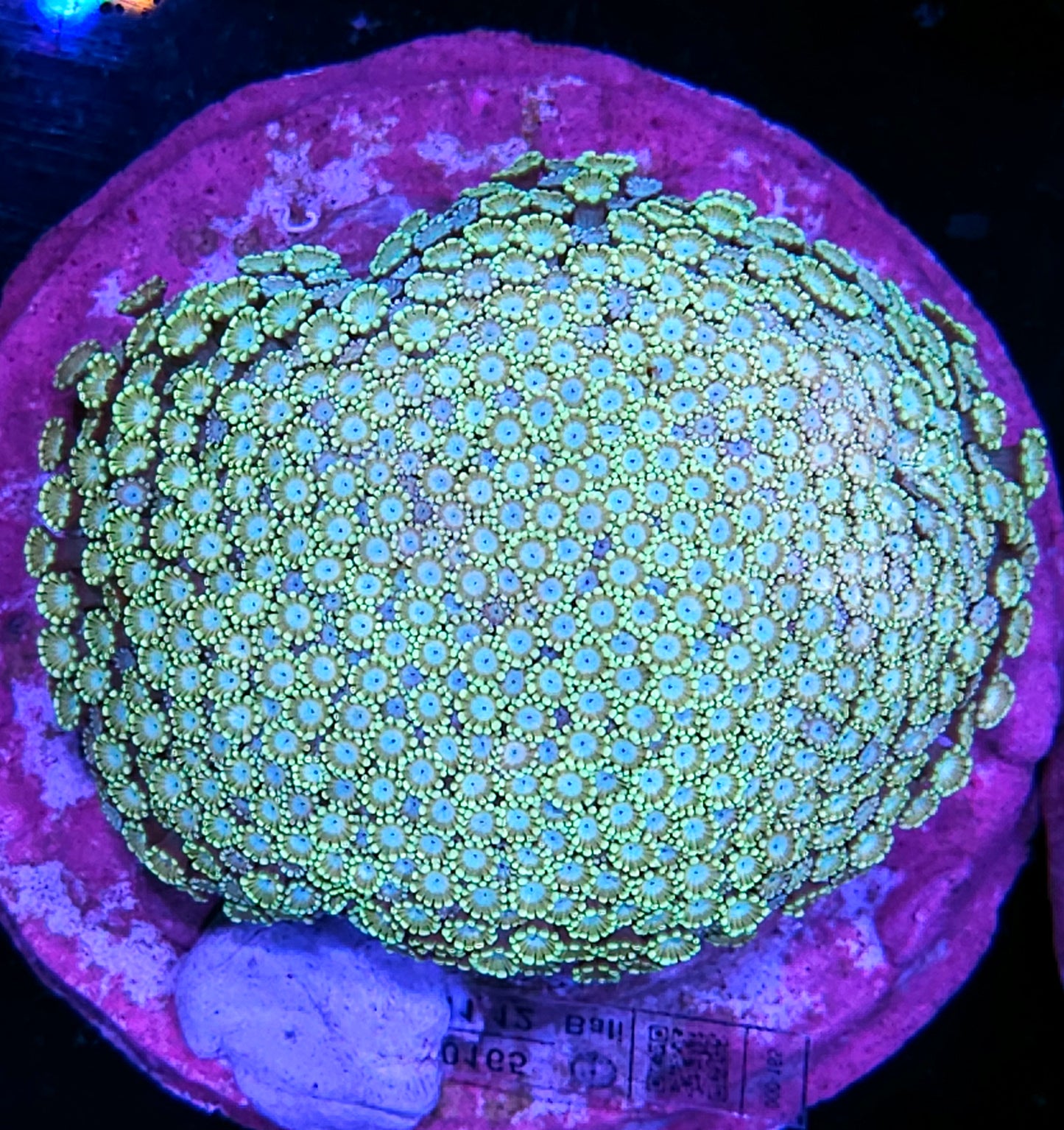 XL Mermaid Kiss Alveopora Colony