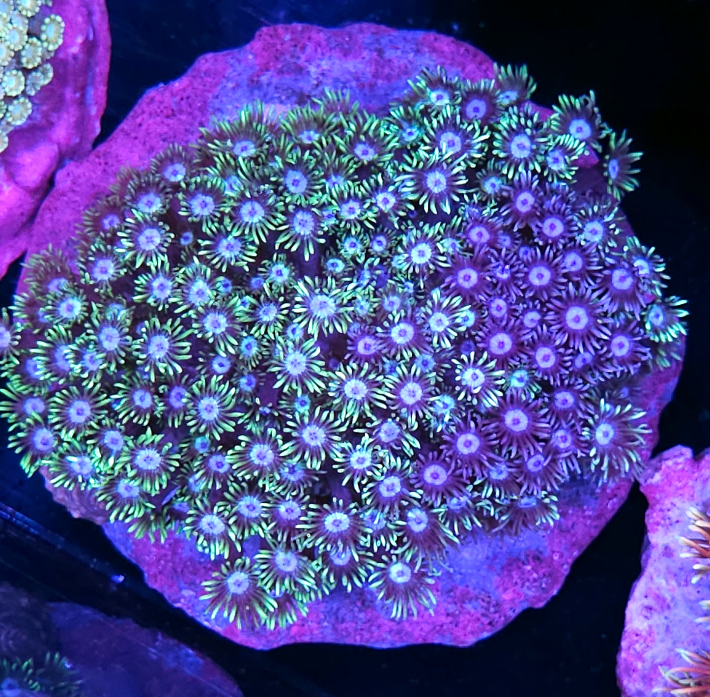XL Patch of Purp Naturally Grafted Goniopora Colony