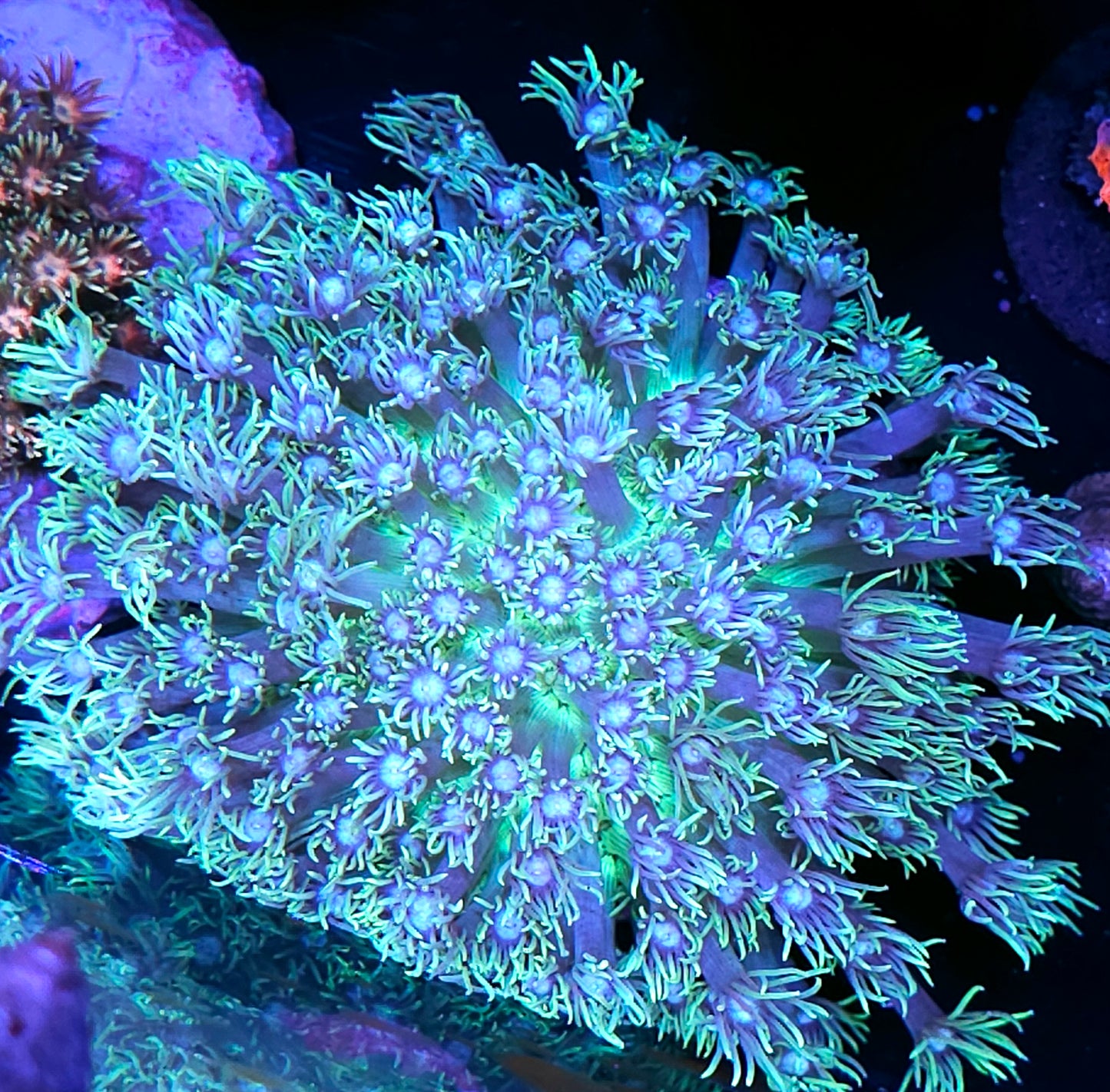 Prismatic Beast Goniopora Colony OPENS BIG