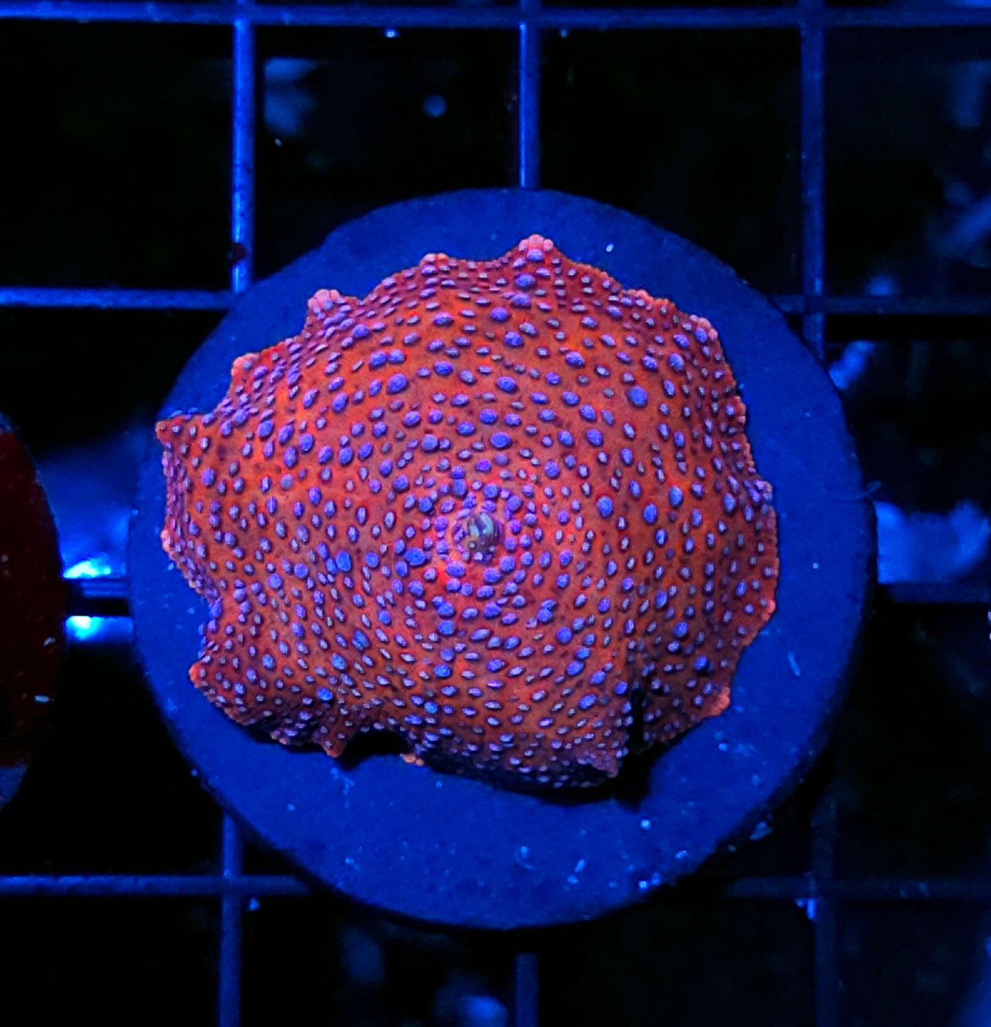 Blood Reign Mushroom