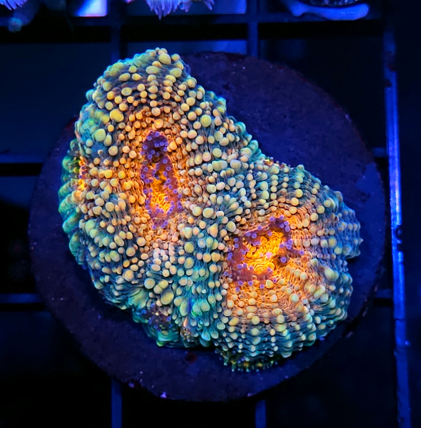 Neutron Bomb Acan Echinata
