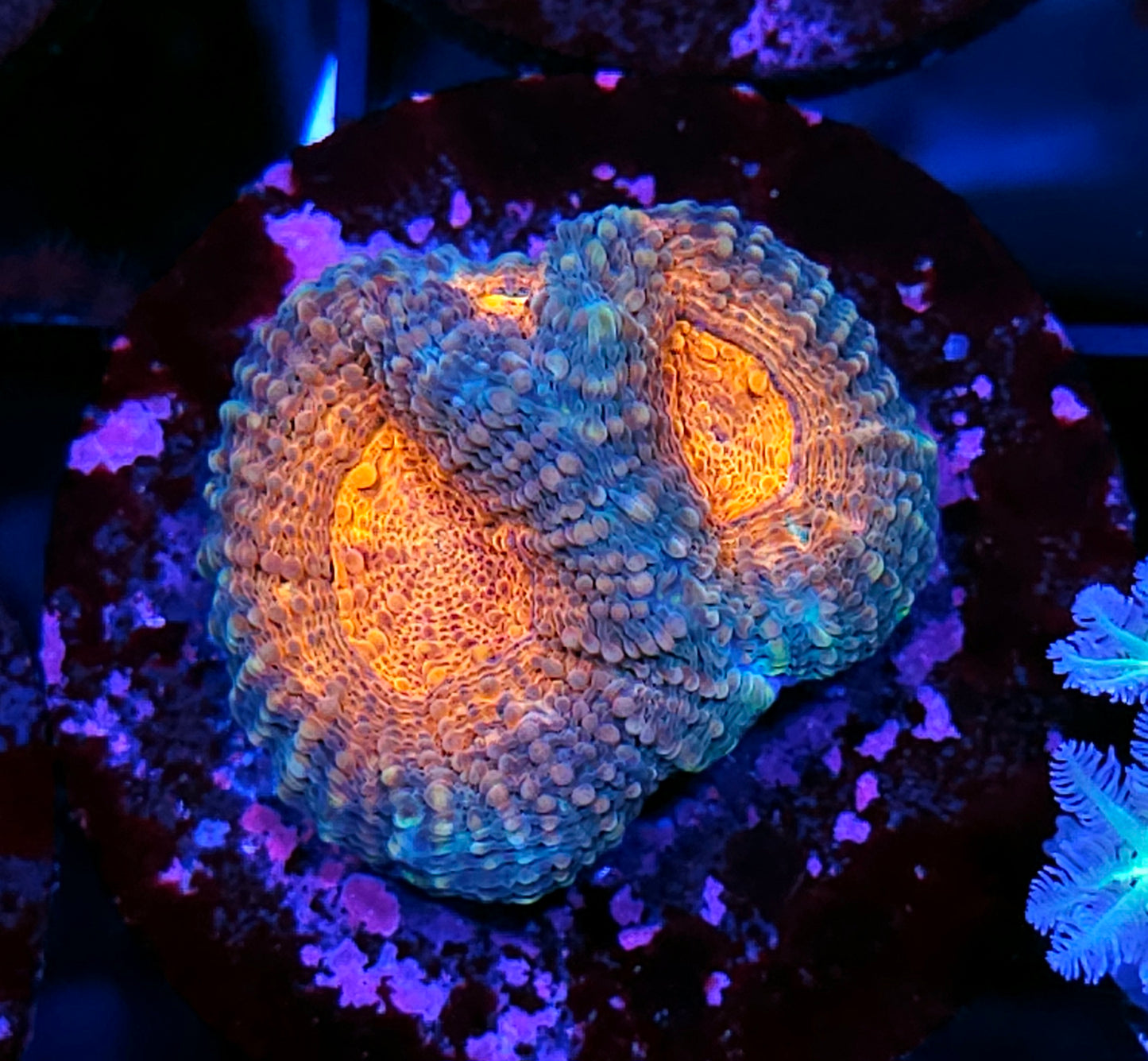 Miami Dolphins Acan Echinata