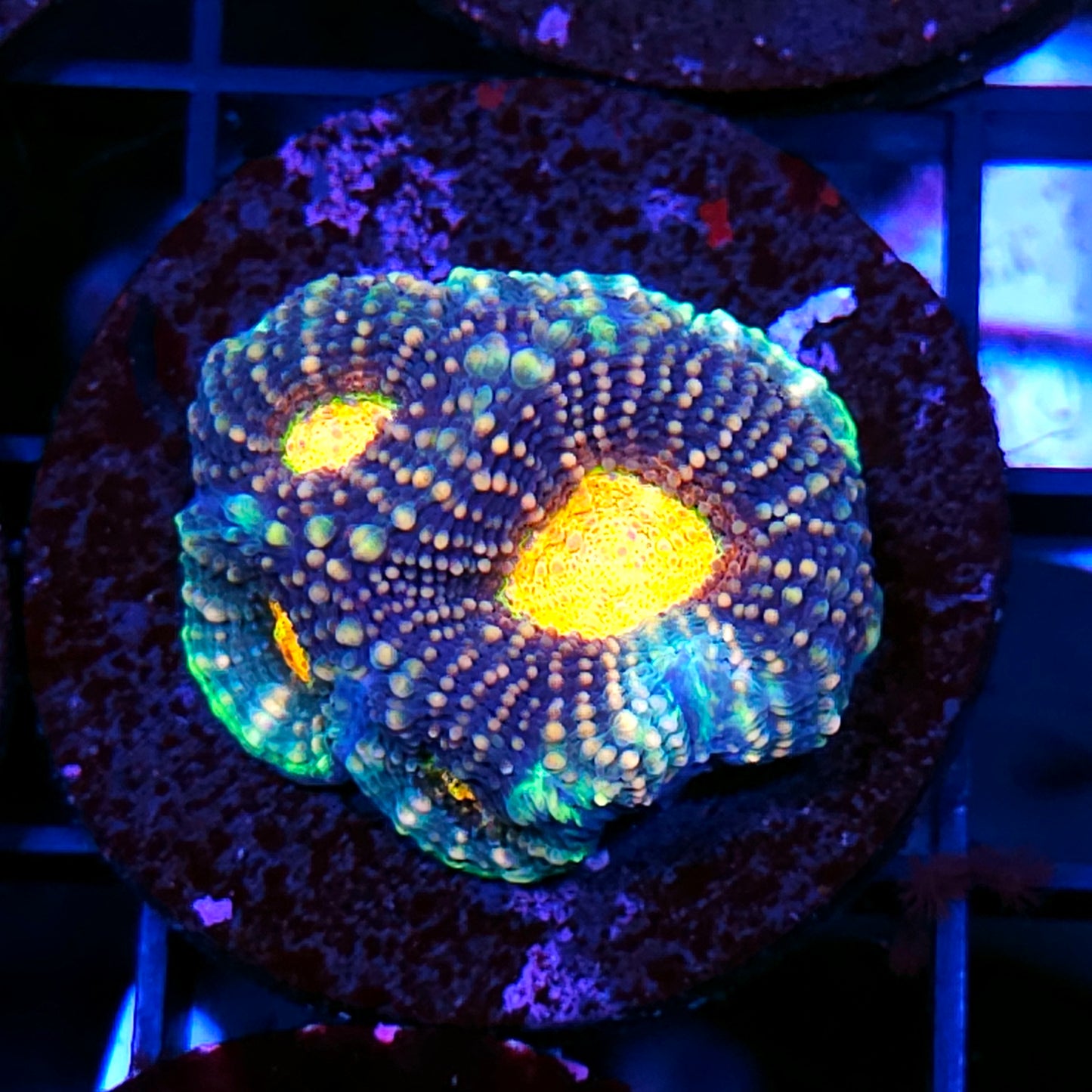 HF Split Particals Acan Echinata