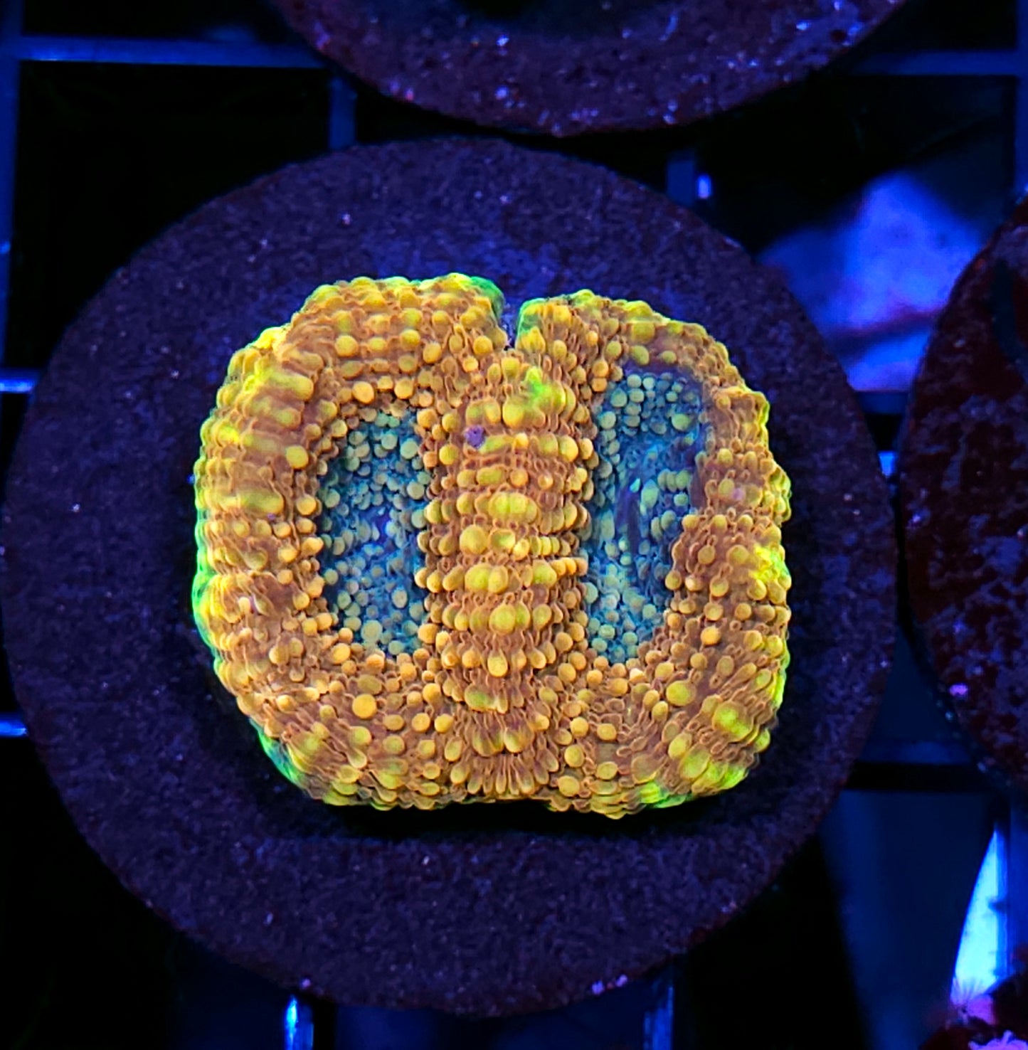Afterglow Acan Echinata
