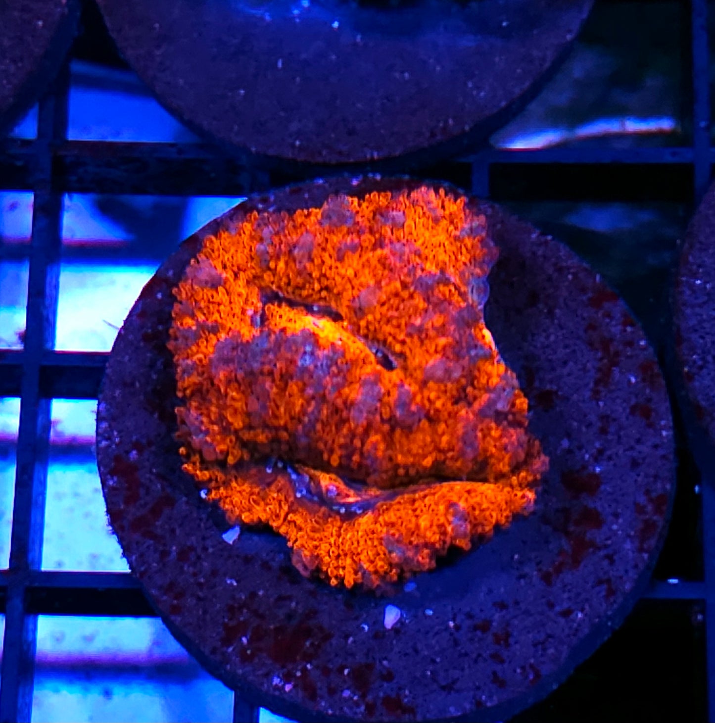 Overcooked Acan
