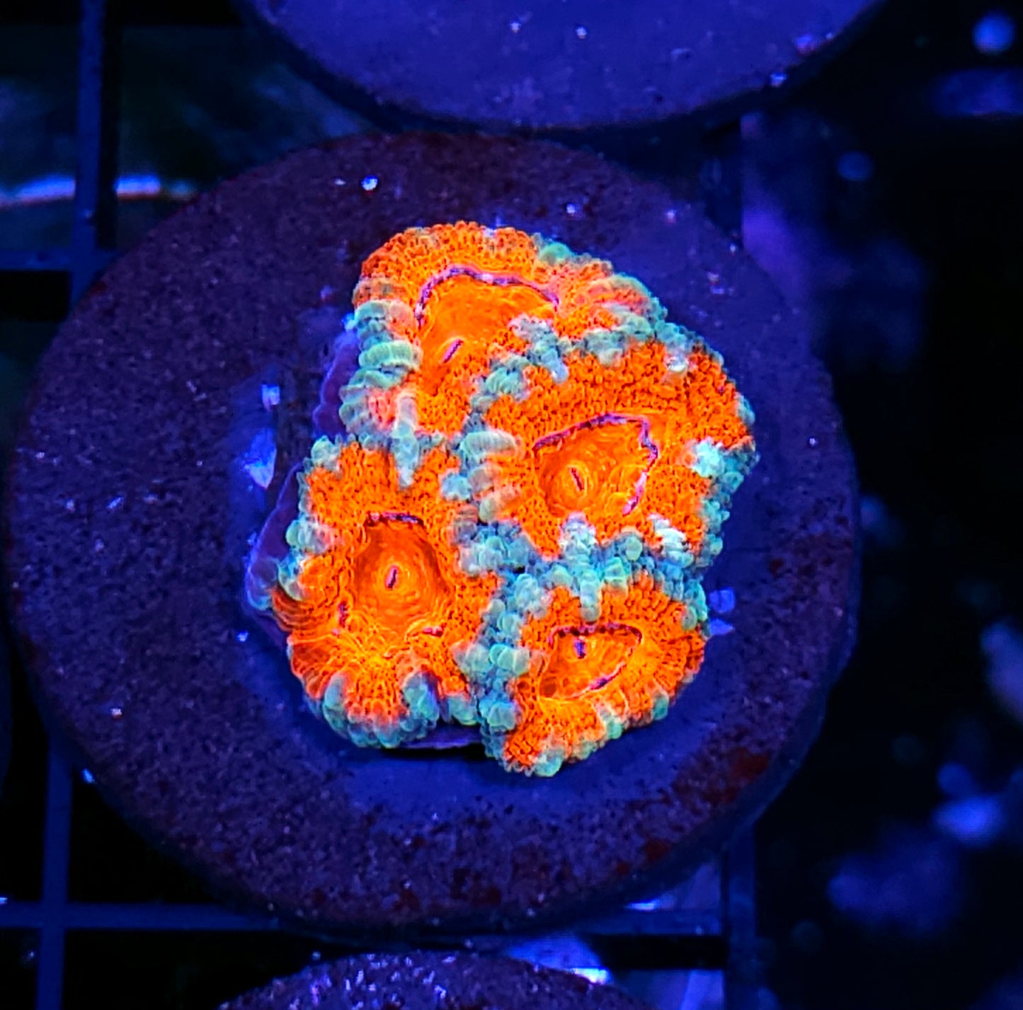Nectarine Nightmare Acan