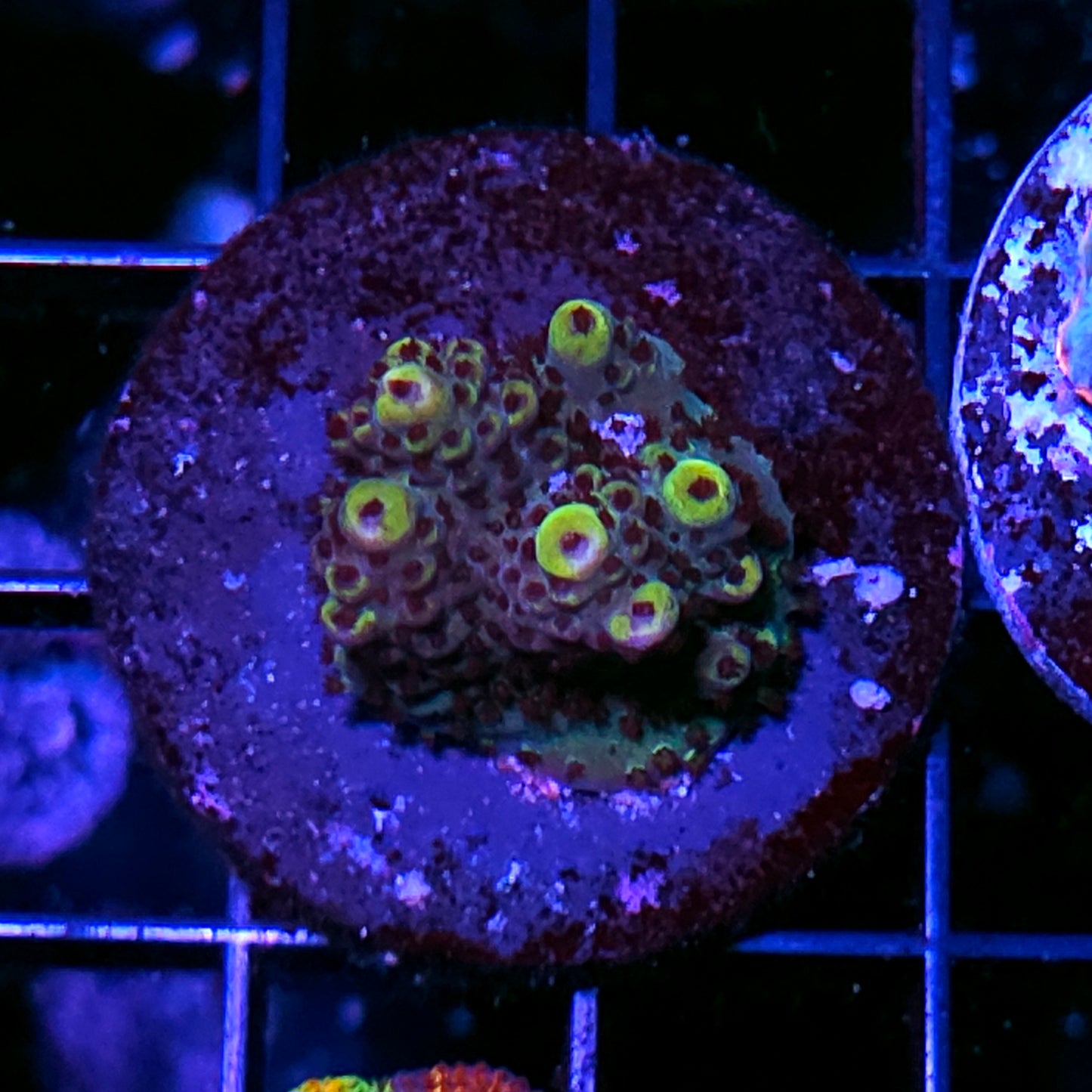 Hazy Rainbow Acropora