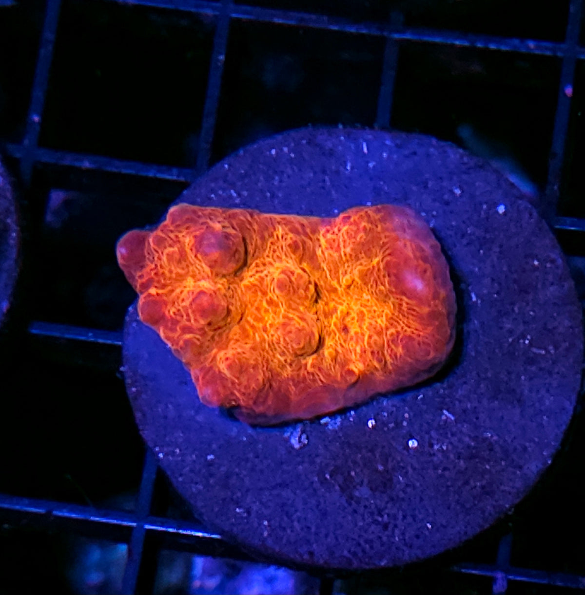Solar Glow Chalice