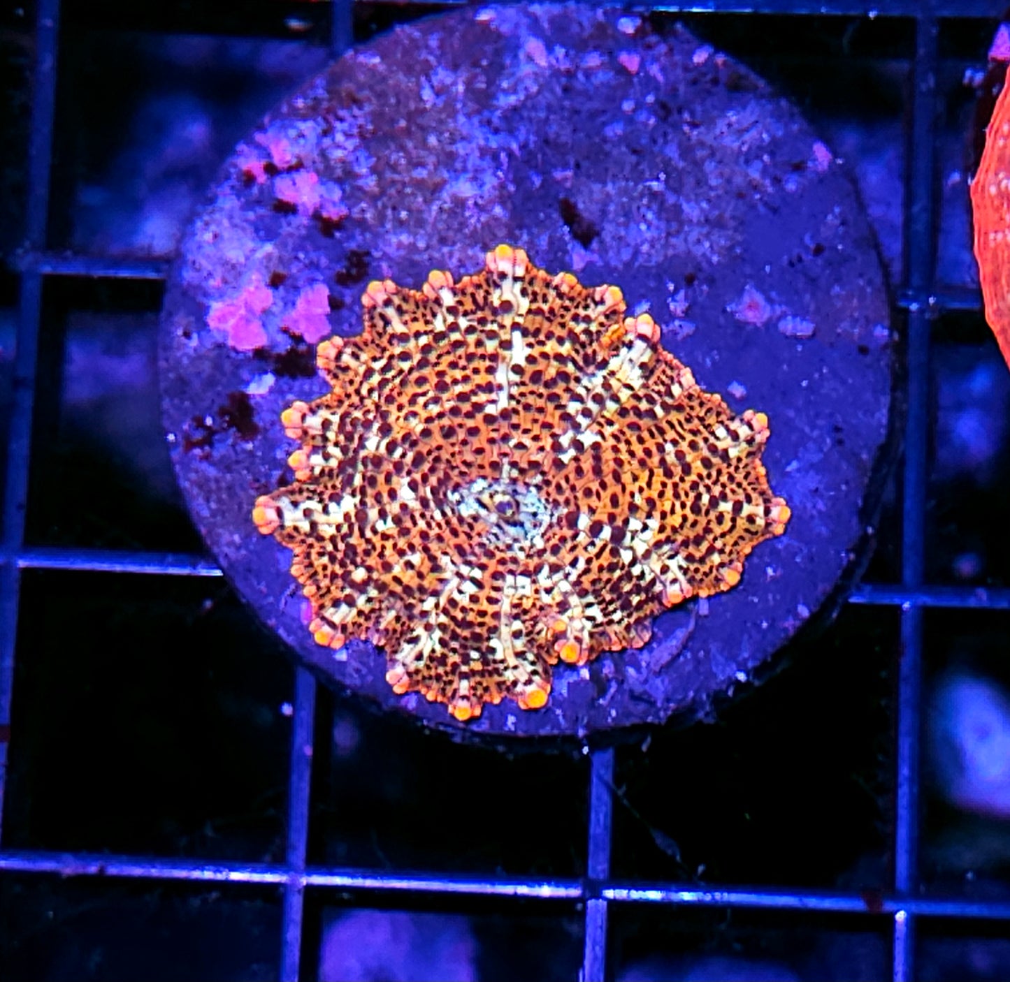 Cheetah Mushroom