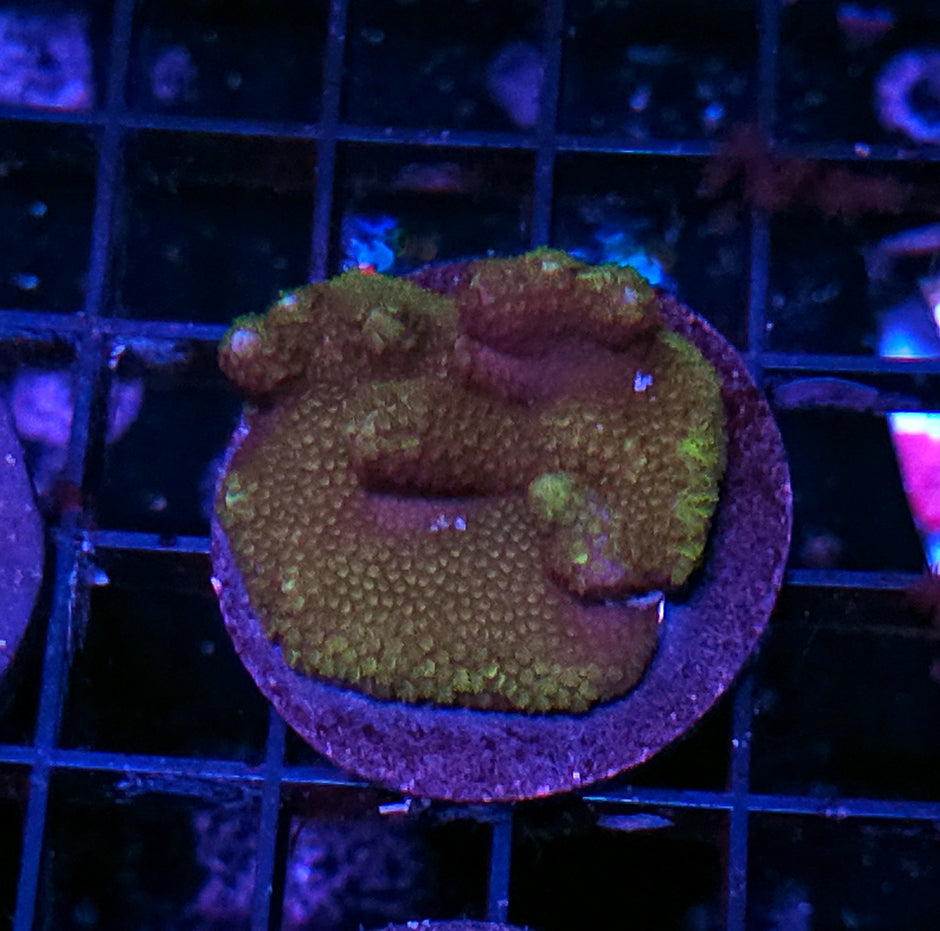 Dusk to Dawn Montipora