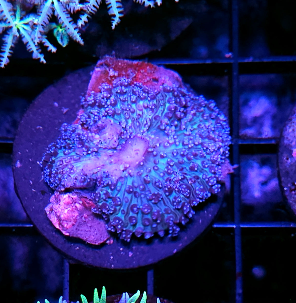 Blue Pearl Mushroom