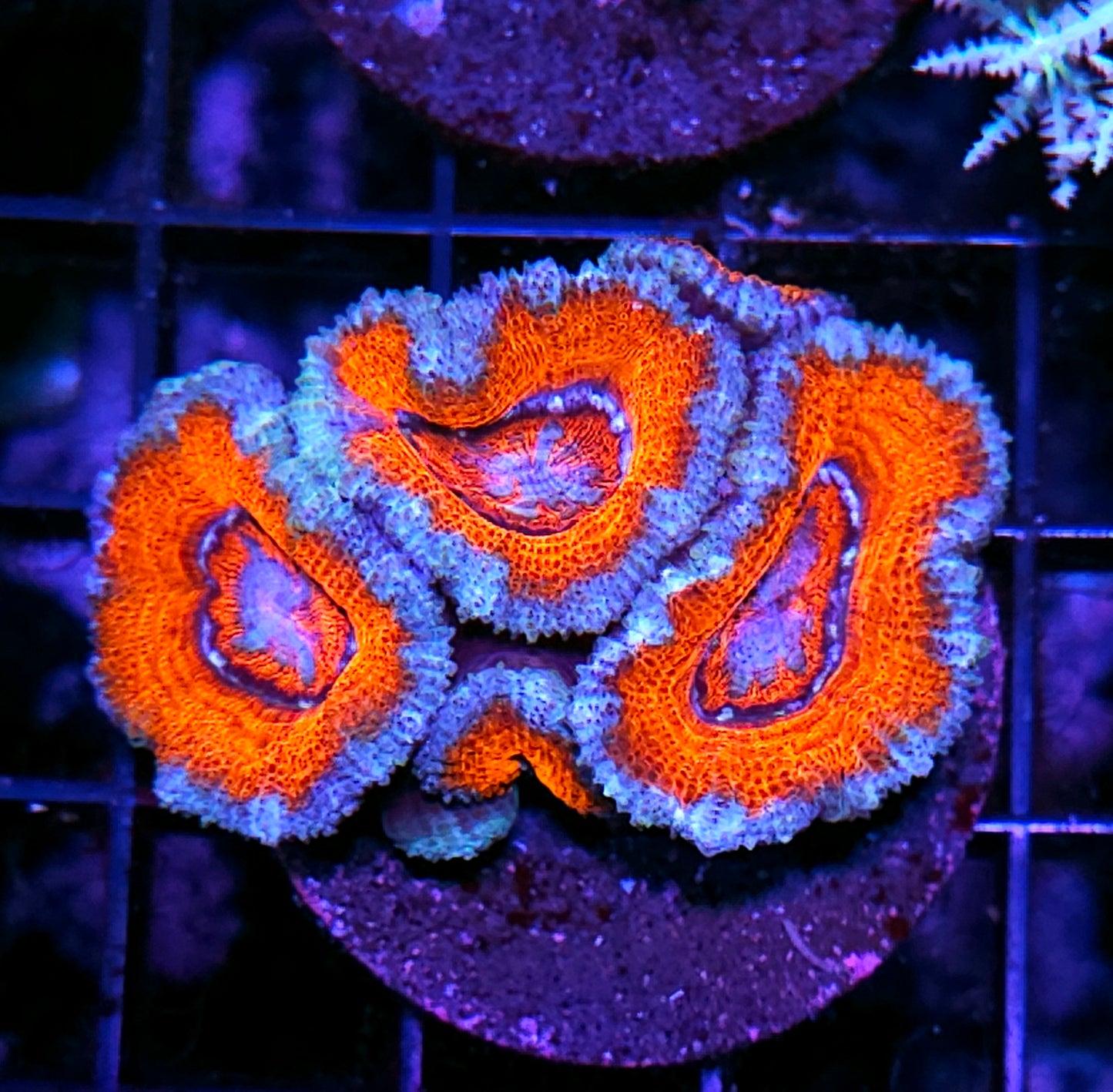 Fruit Punch Acan