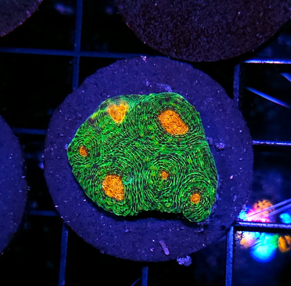 HF Emerald Mummy Eye Chalice
