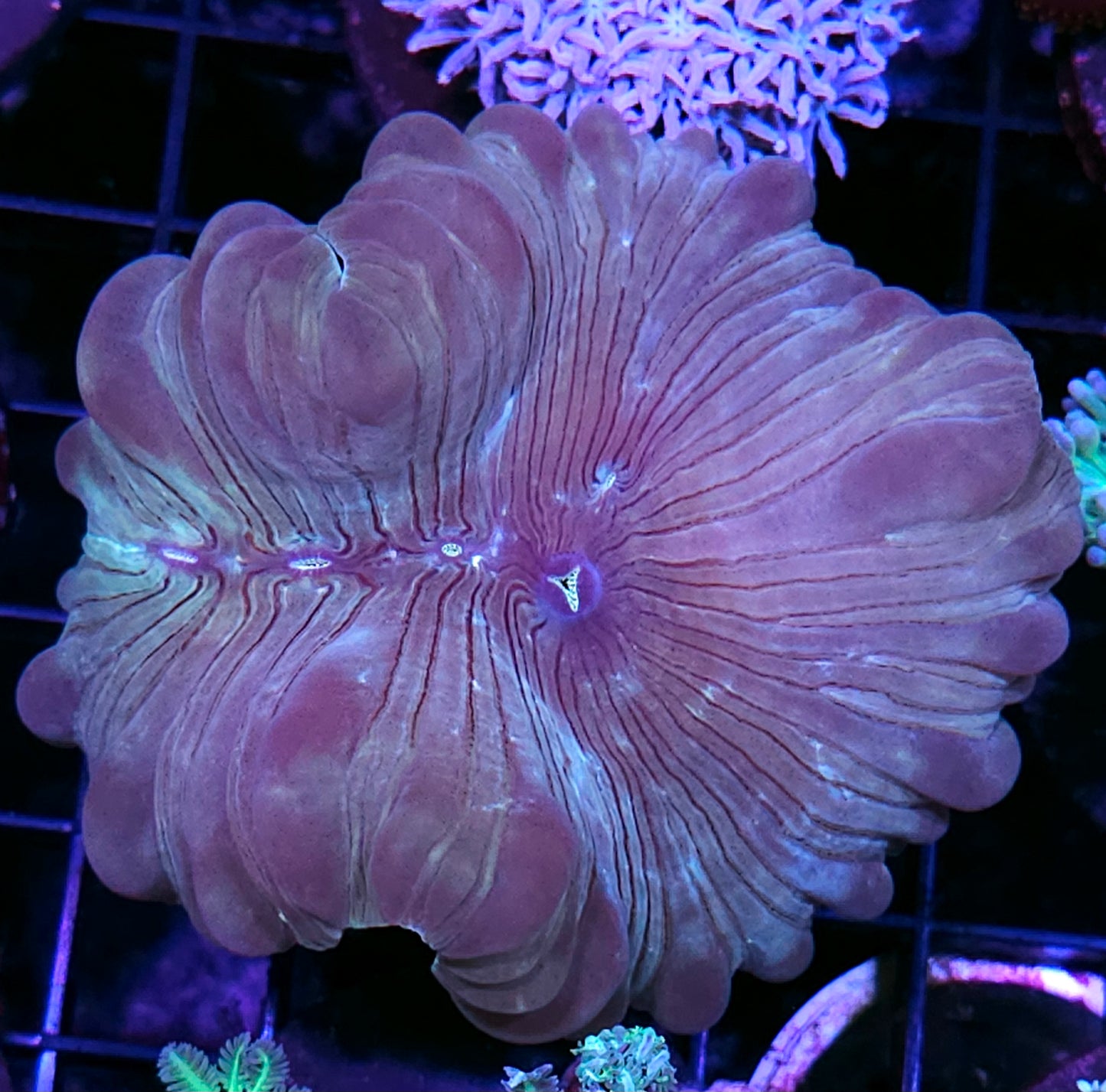 Foxtrot Fox Coral