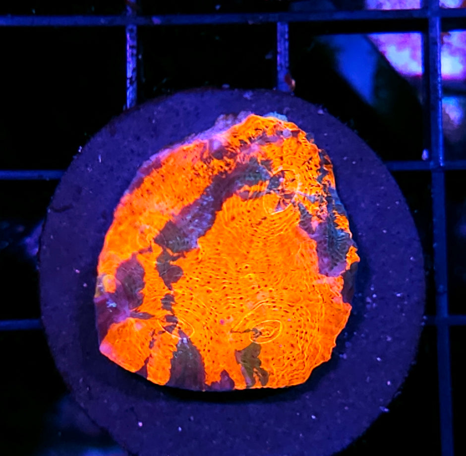 RARE Tiger Trails Rainbow Chalice