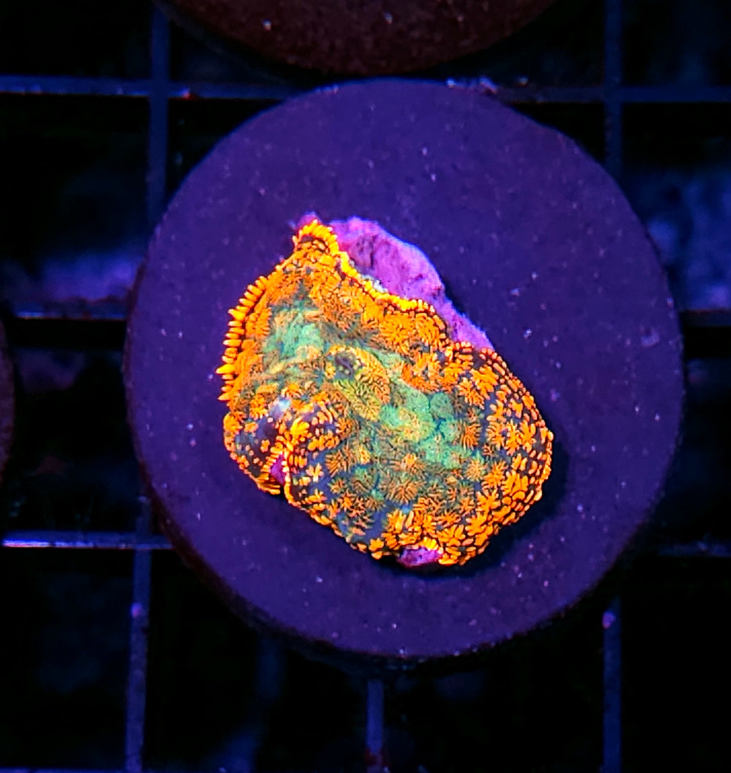 Flaring Cinder Mushroom
