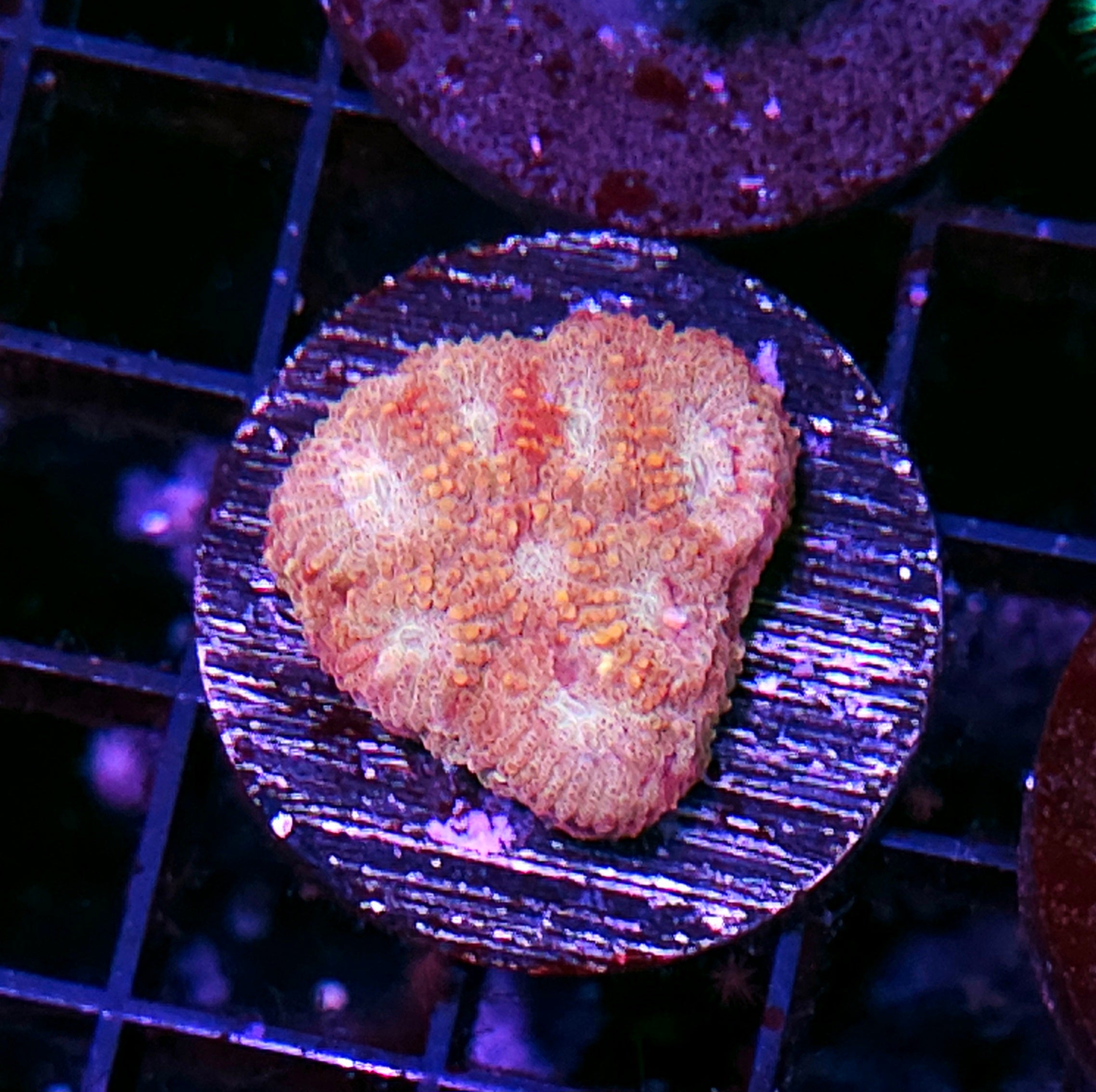 All Coral – Hellfire Frags