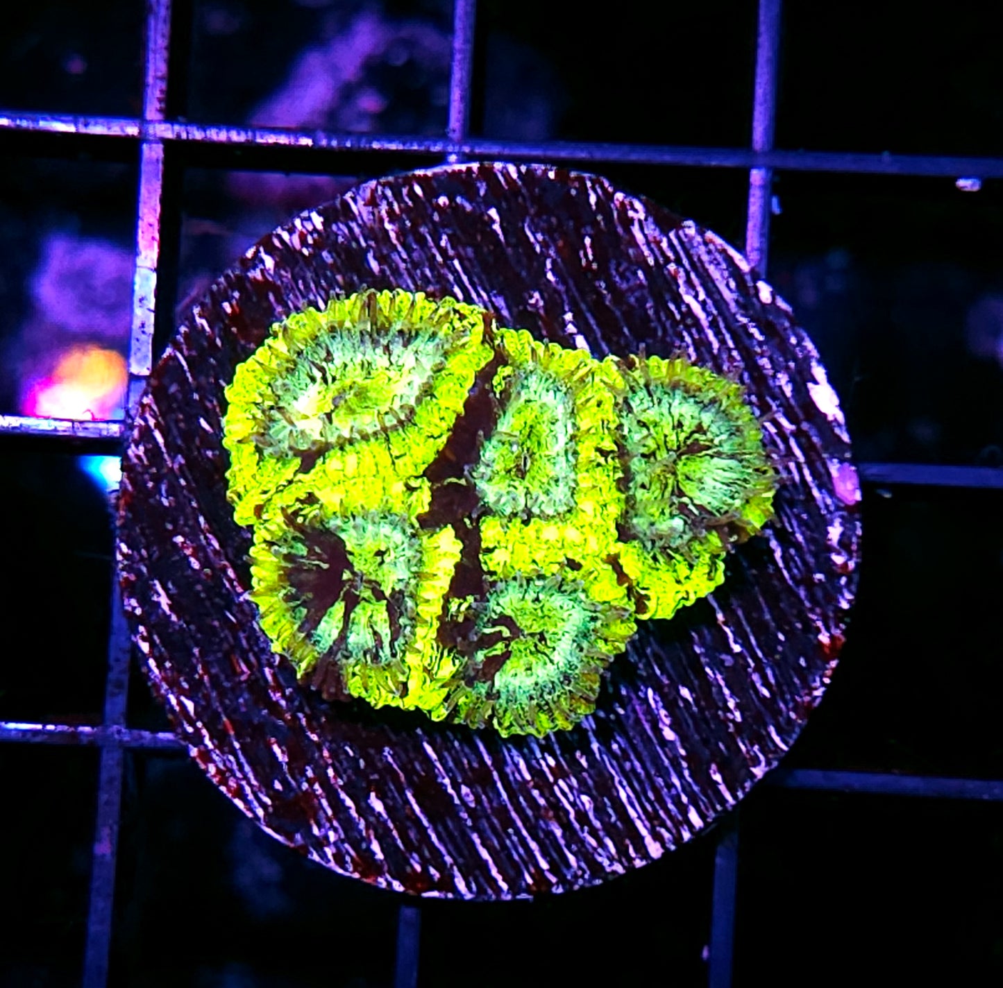 Chartreuse Moose Micro Favia
