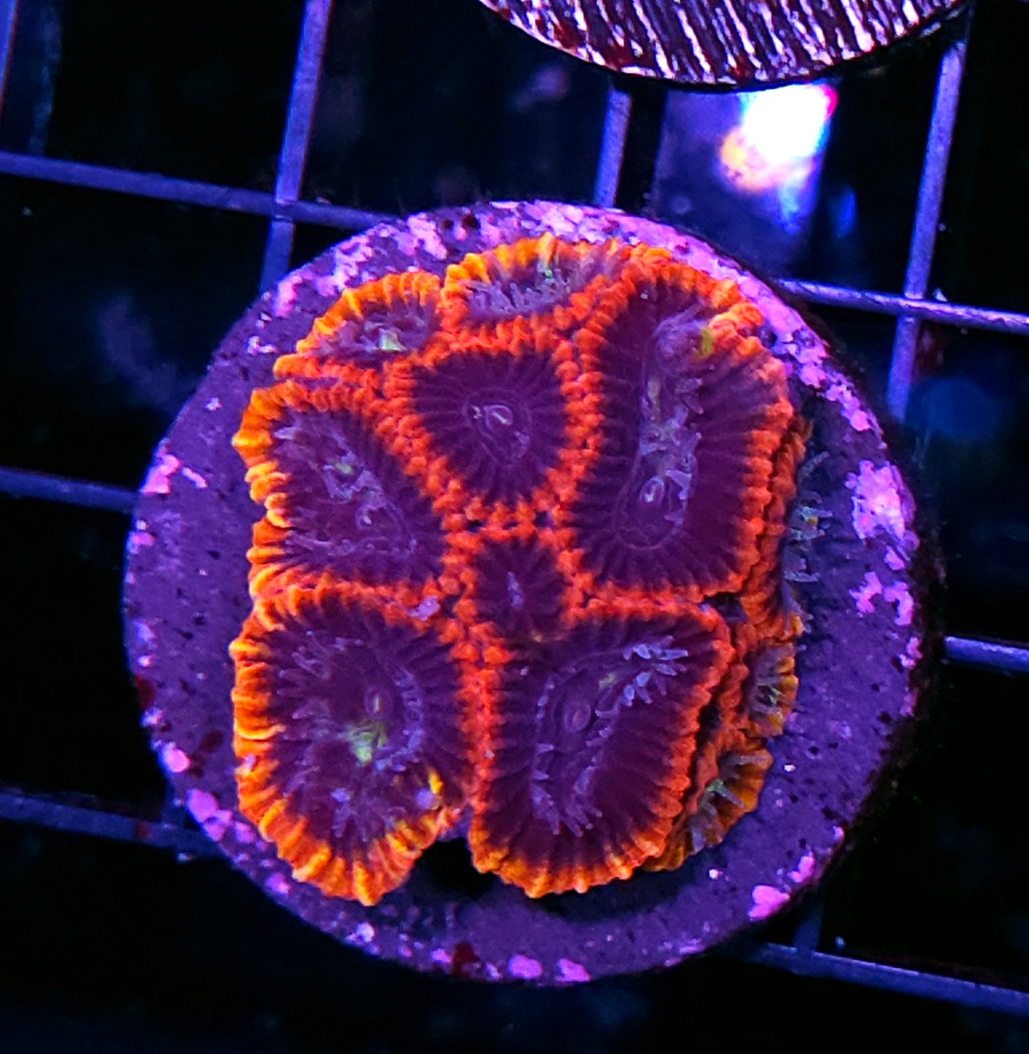 Crimson Wave Micro Favia