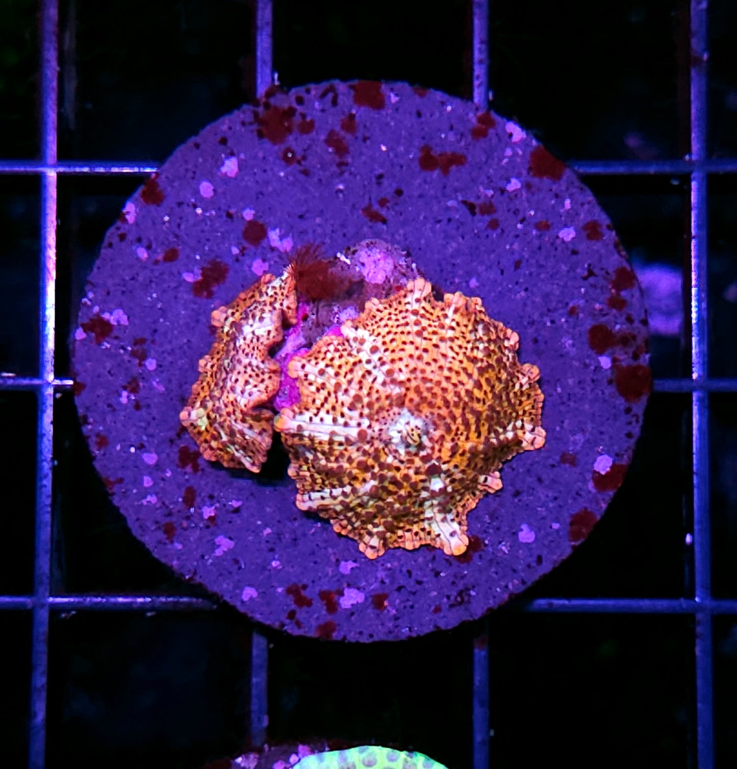 Cheetah Mushrooms