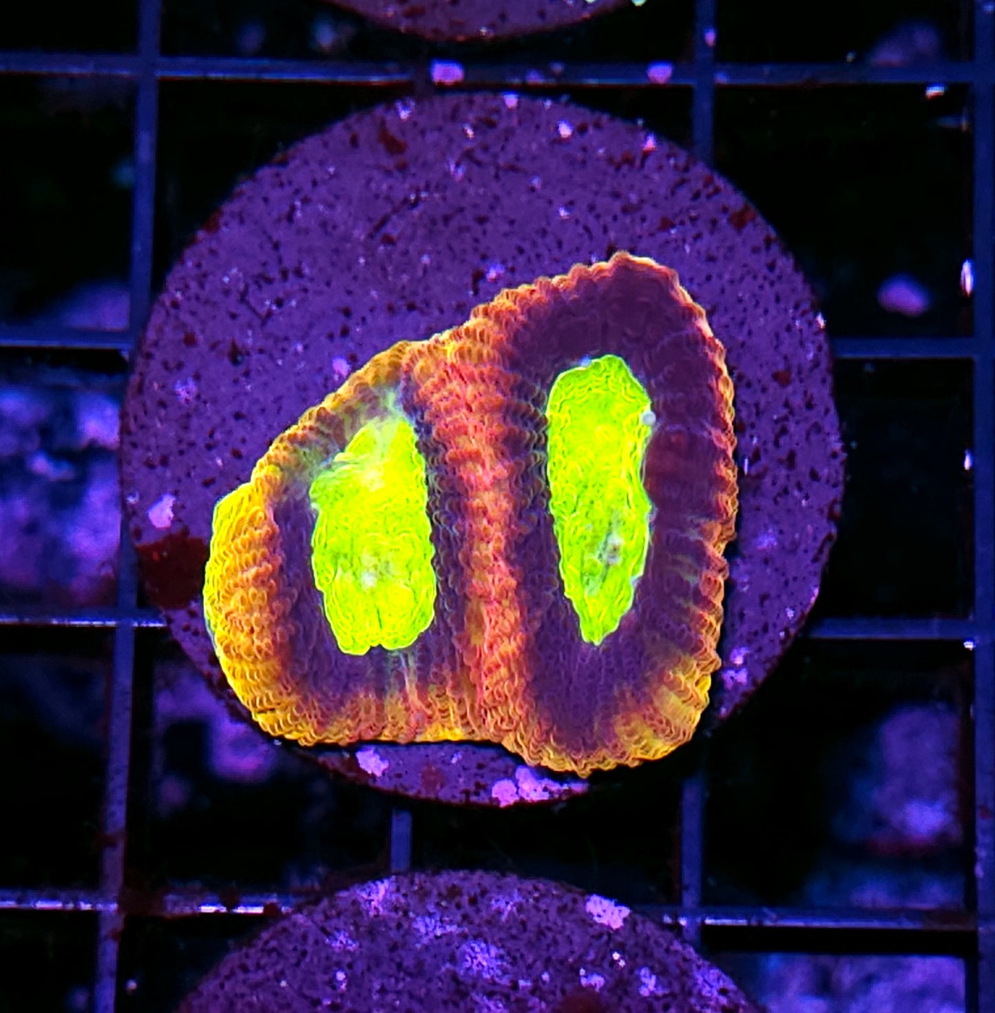 Dragon Soul Favia