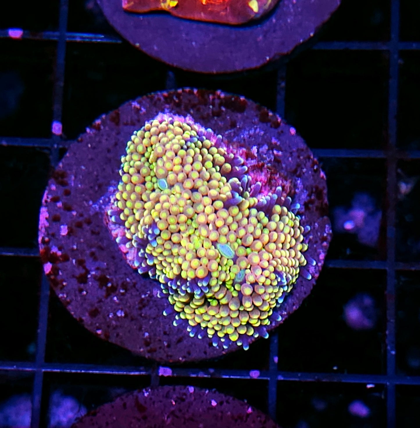 Sea of Cortez Super Ricordea