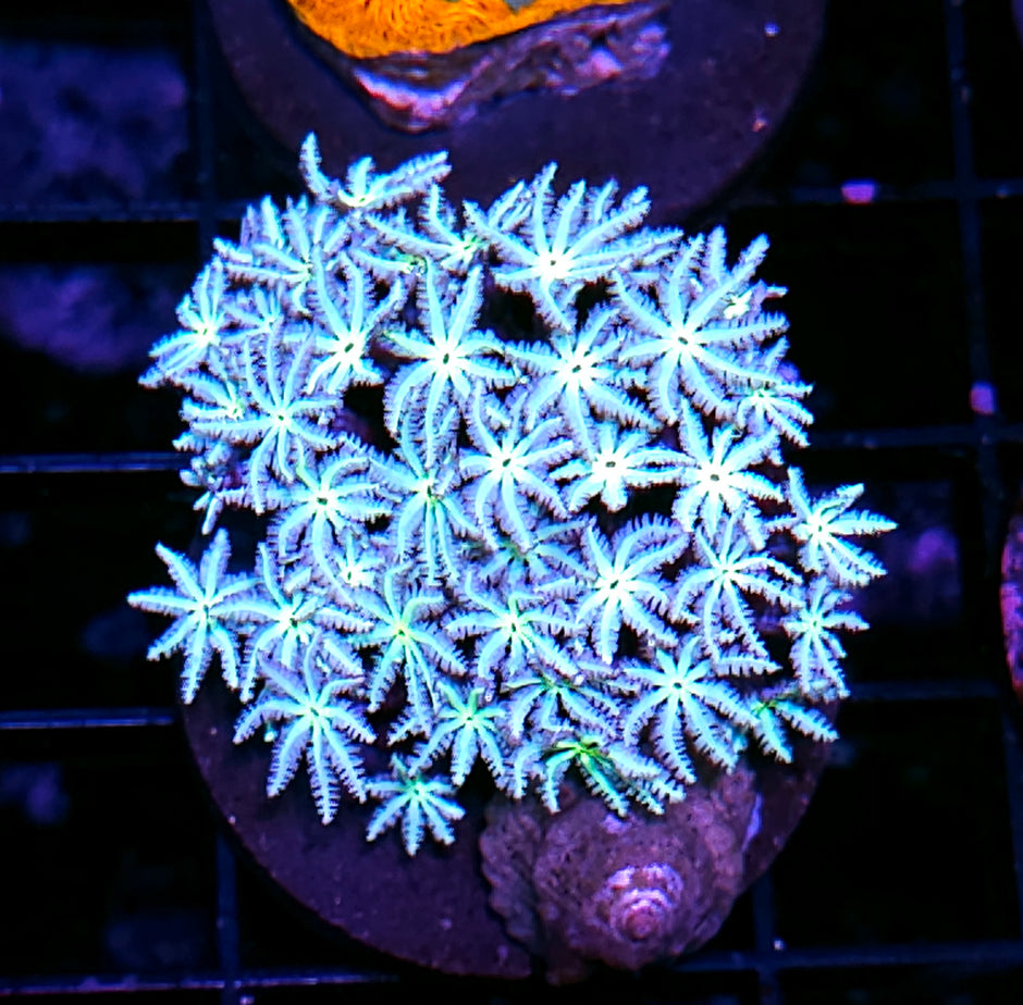 Snowflake Pipe Organ