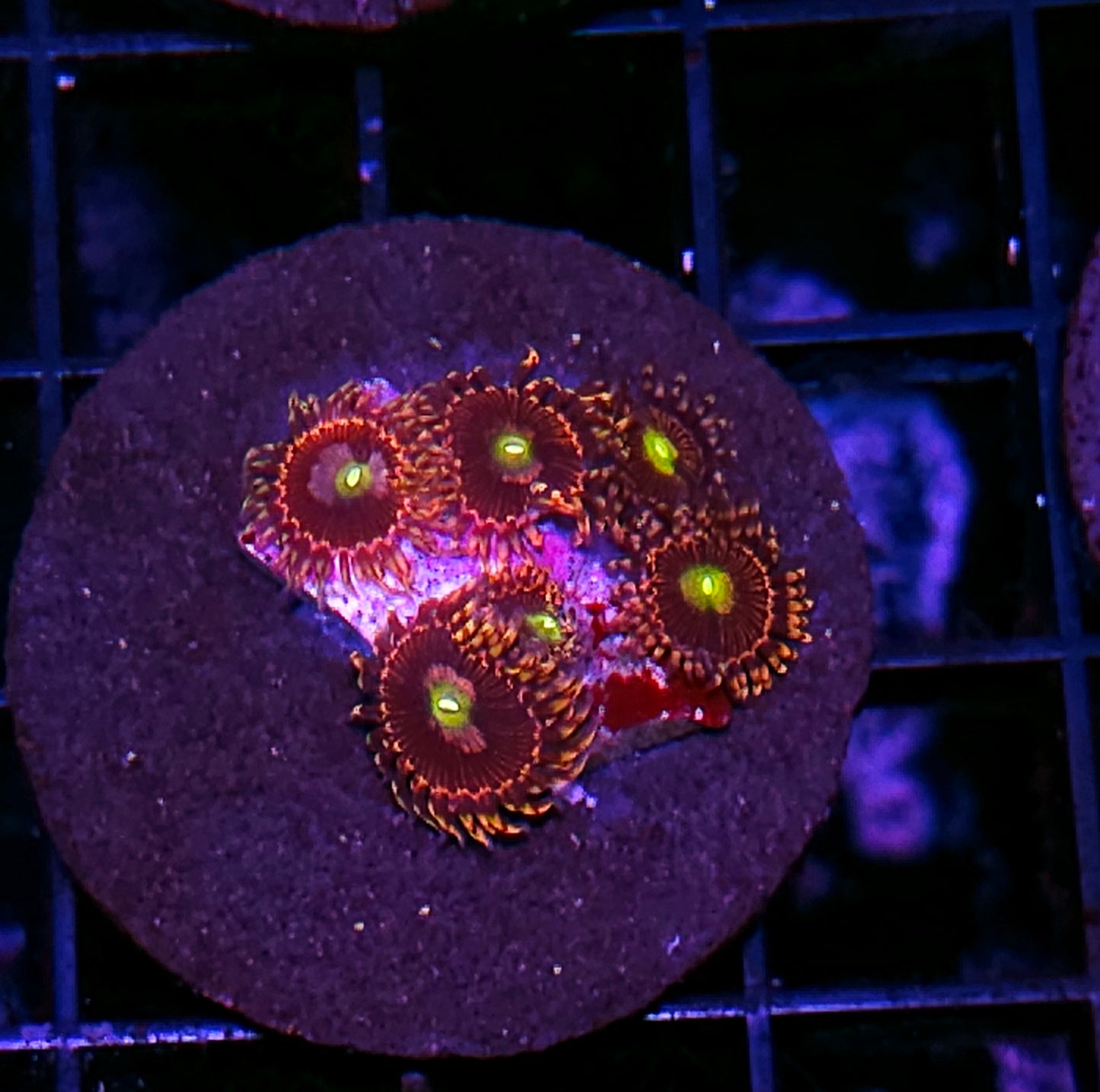Bozos Birthday Zoas