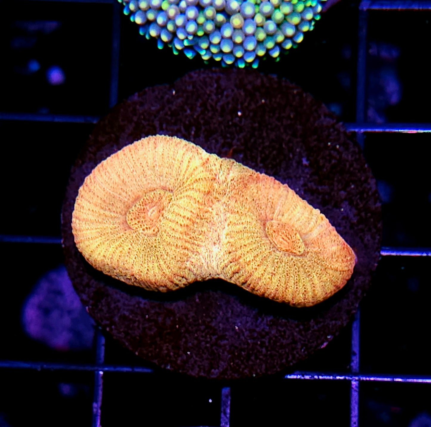 Sun Glow Barabattoia